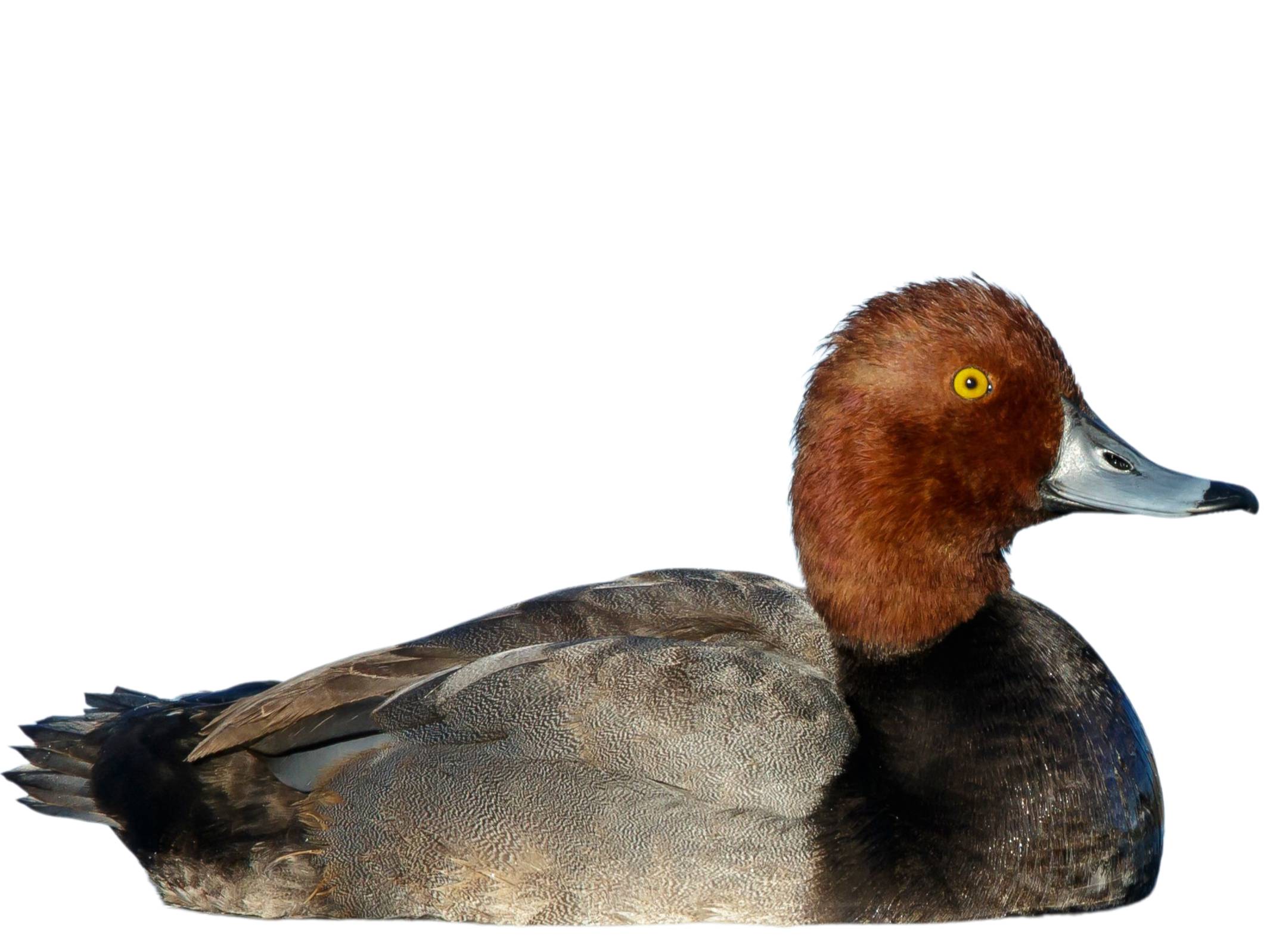 A photo of a Redhead (Aythya americana), male