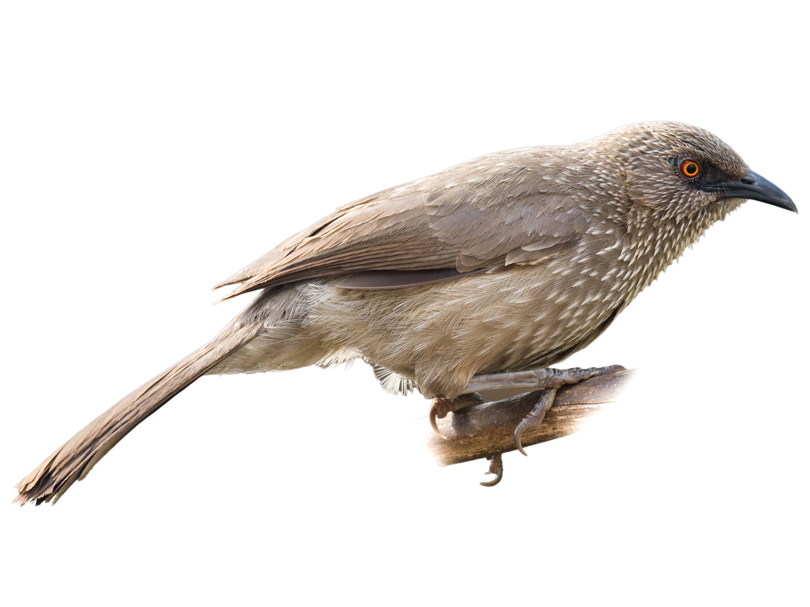 A photo of a Arrow-marked Babbler (Turdoides jardineii)