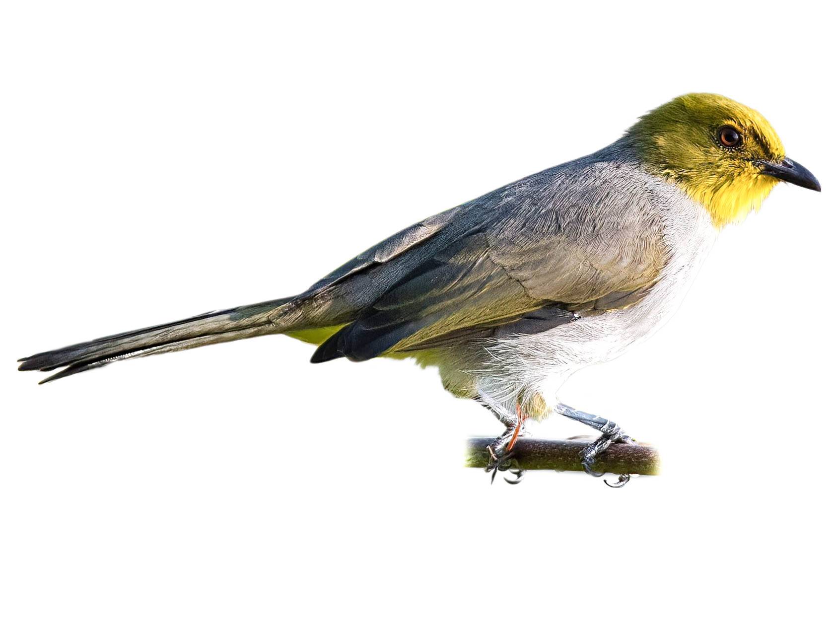 A photo of a Yellow-throated Bulbul (Pycnonotus xantholaemus)