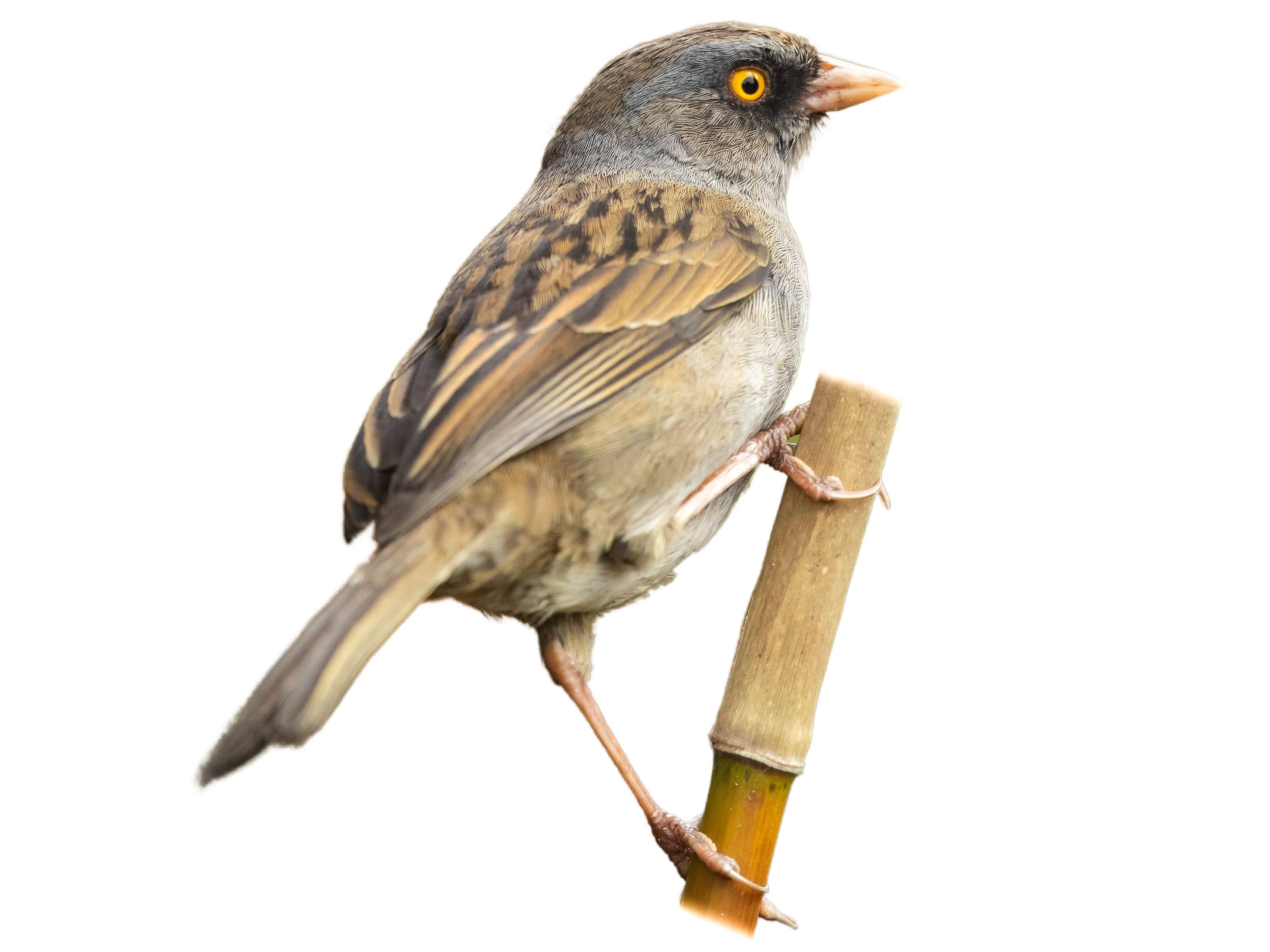 A photo of a Volcano Junco (Junco vulcani)