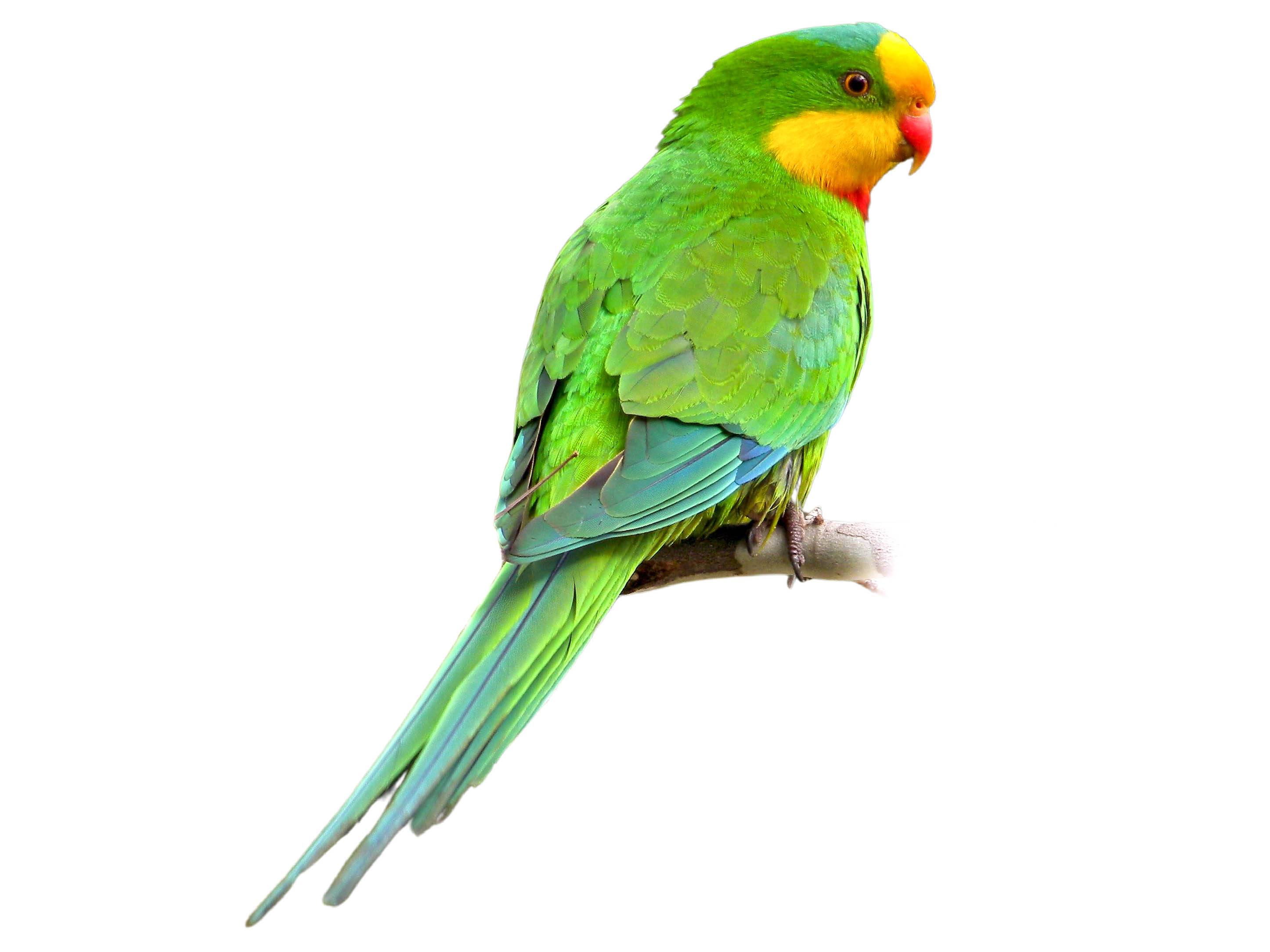 A photo of a Superb Parrot (Polytelis swainsonii), male