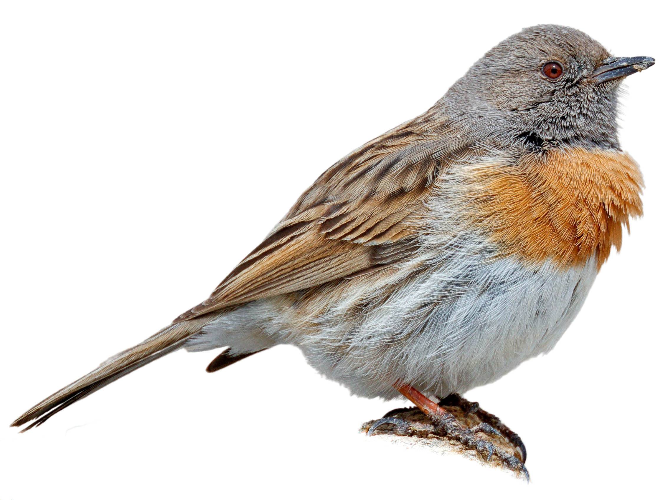 A photo of a Robin Accentor (Prunella rubeculoides)