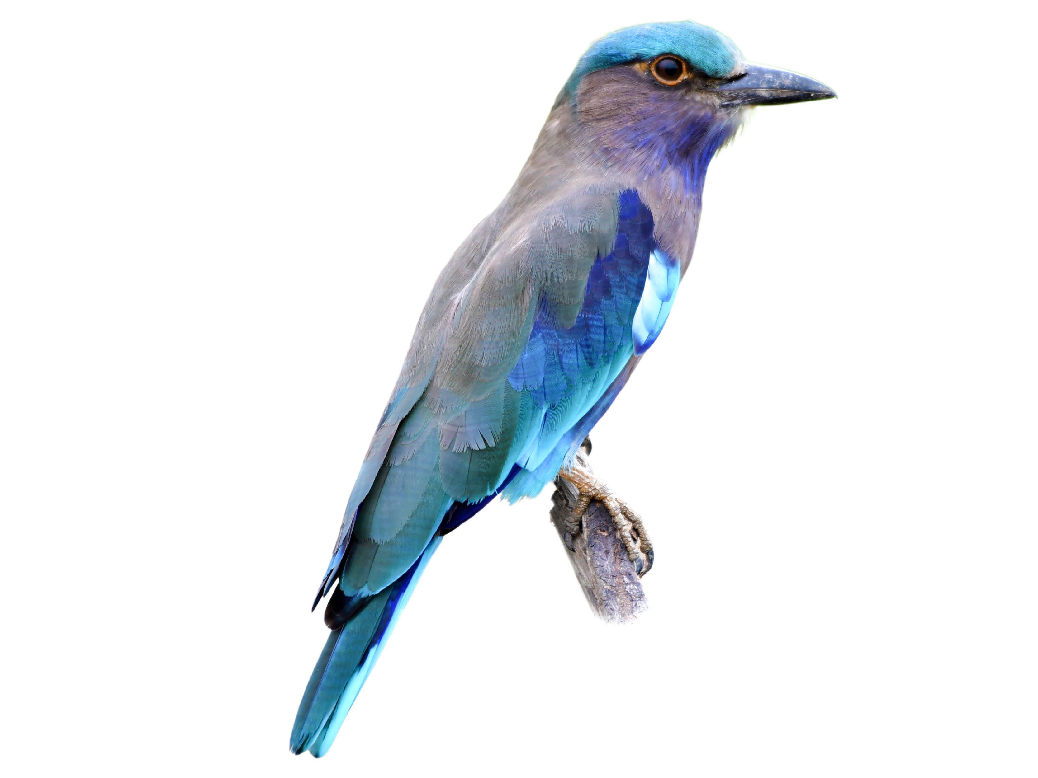 A photo of a Indochinese Roller (Coracias affinis)