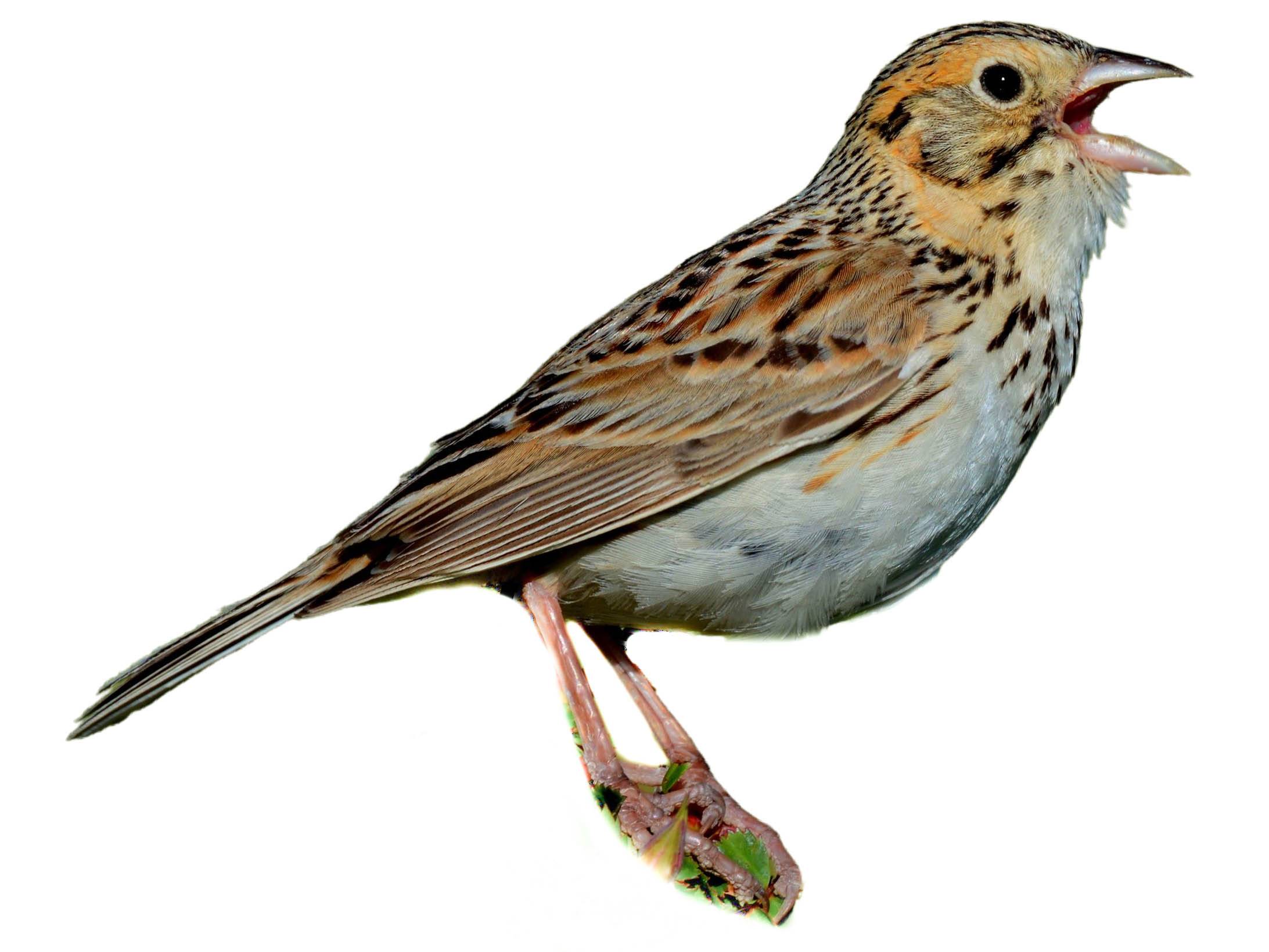 A photo of a Baird's Sparrow (Centronyx bairdii)