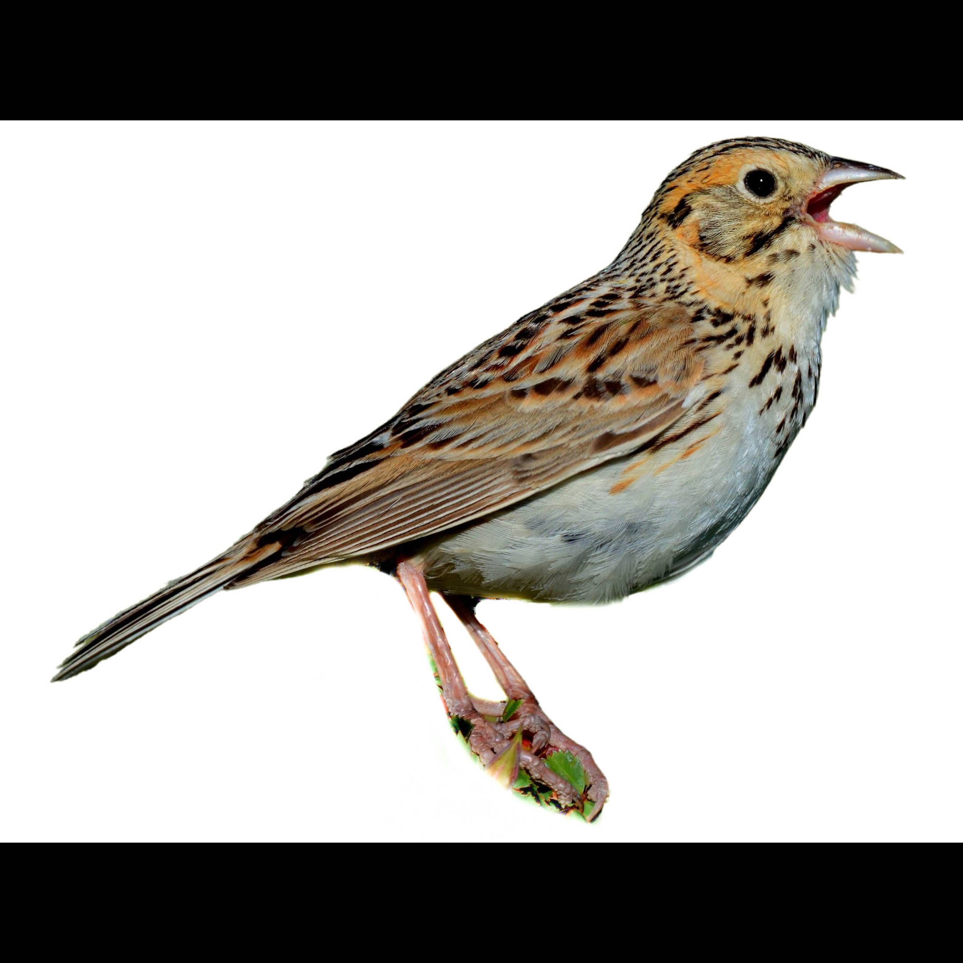 Baird s Sparrow Centronyx Bairdii Identification Birda baird-s-sparrow-centronyx-bairdii-identification-birda