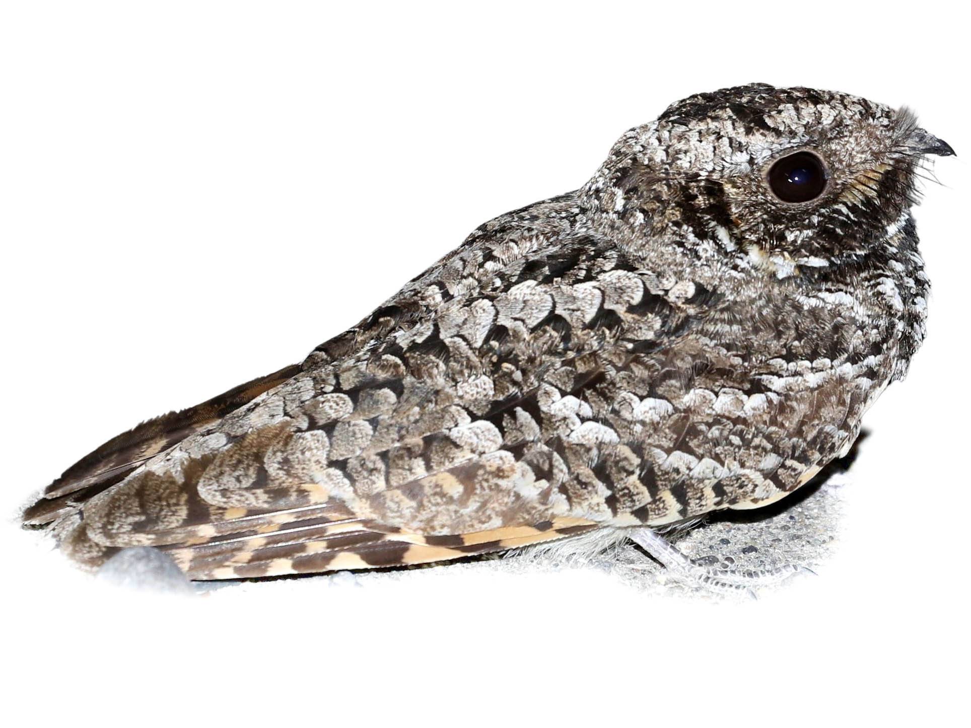 A photo of a Common Poorwill (Phalaenoptilus nuttallii)