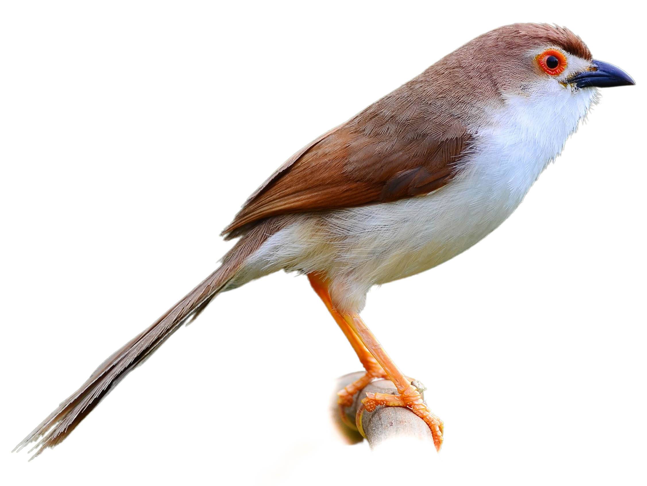 A photo of a Yellow-eyed Babbler (Chrysomma sinense)