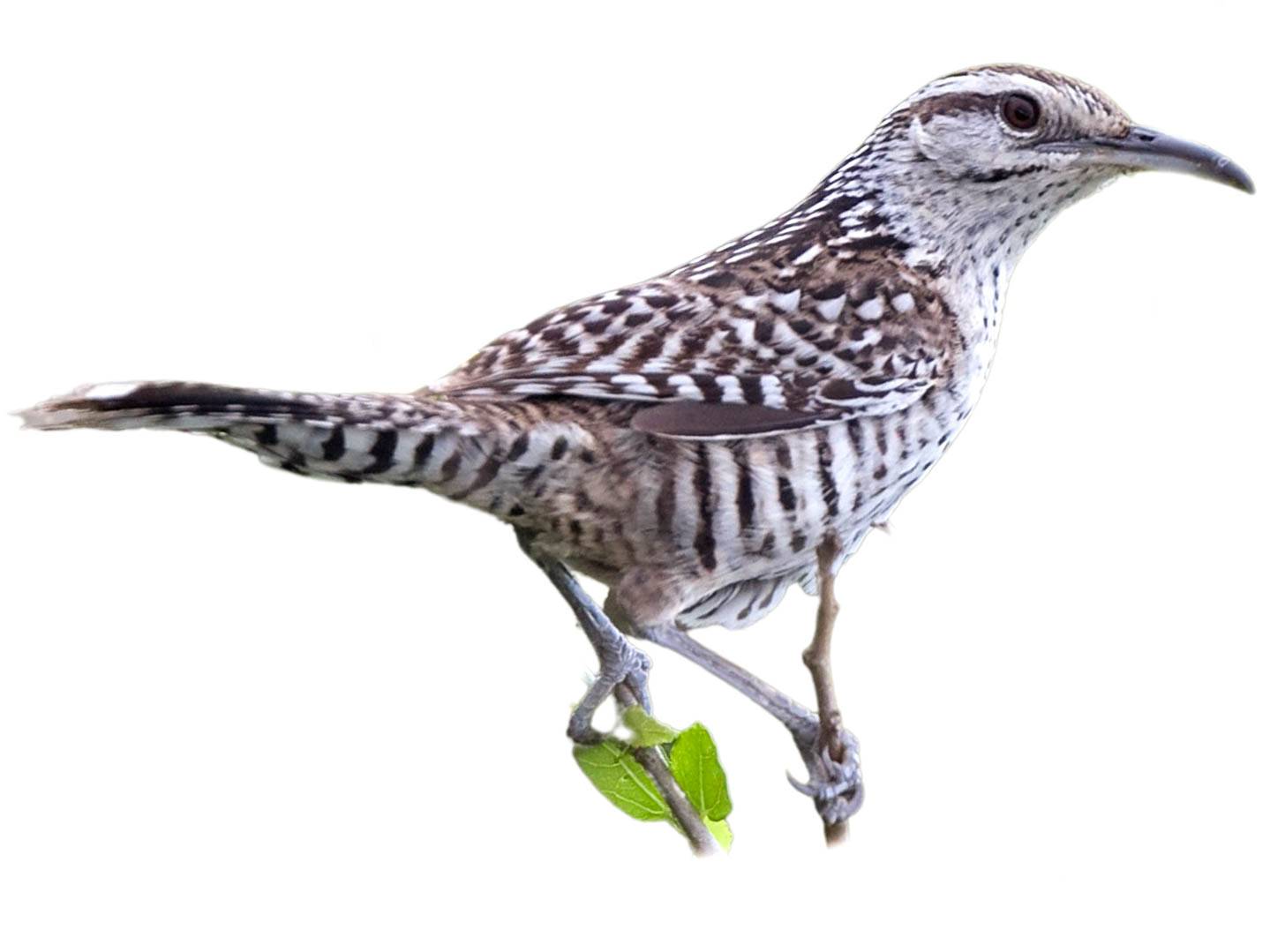 A photo of a Yucatan Wren (Campylorhynchus yucatanicus)