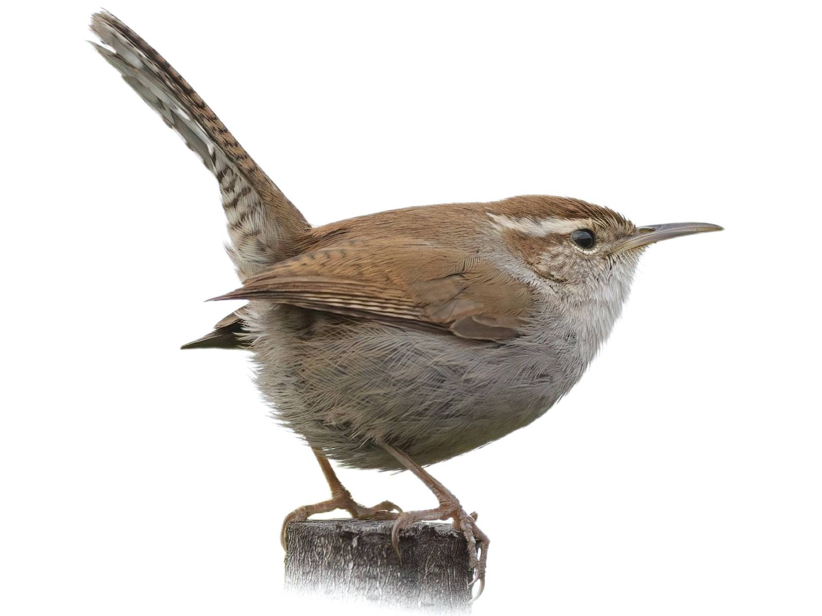 A photo of a Bewick's Wren (Thryomanes bewickii)