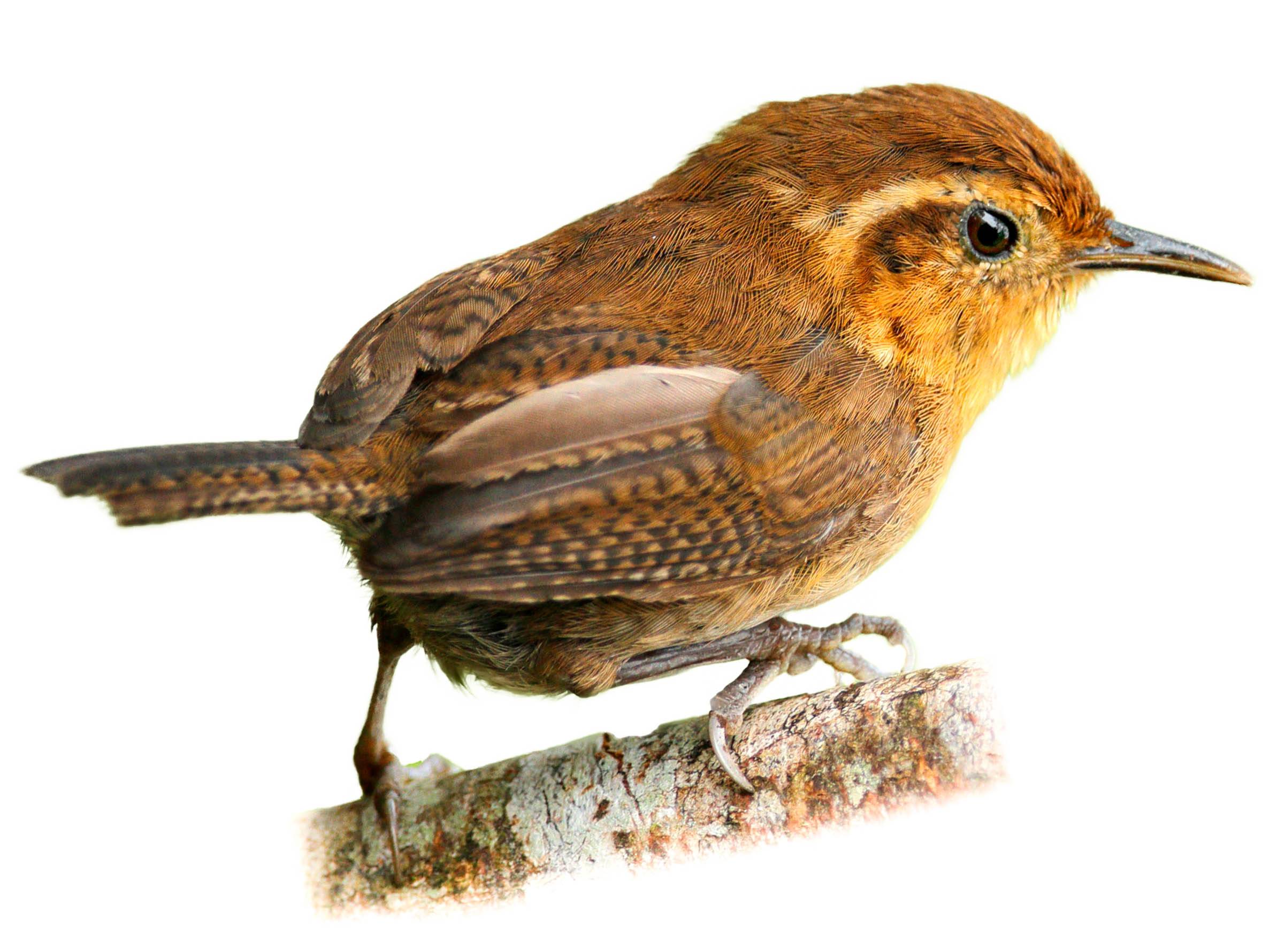 A photo of a Mountain Wren (Troglodytes solstitialis)