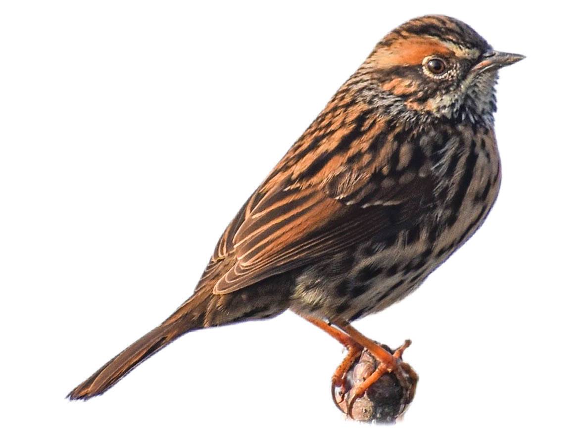 A photo of a Rufous-breasted Accentor (Prunella strophiata)