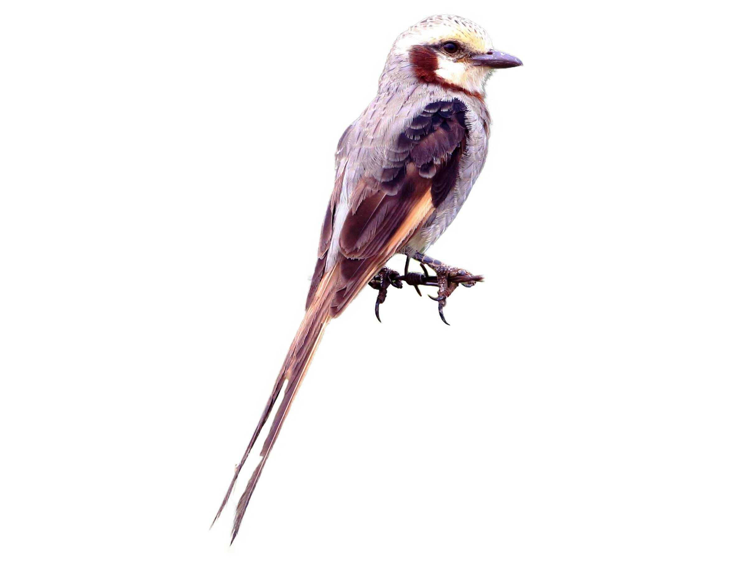 A photo of a Streamer-tailed Tyrant (Gubernetes yetapa)