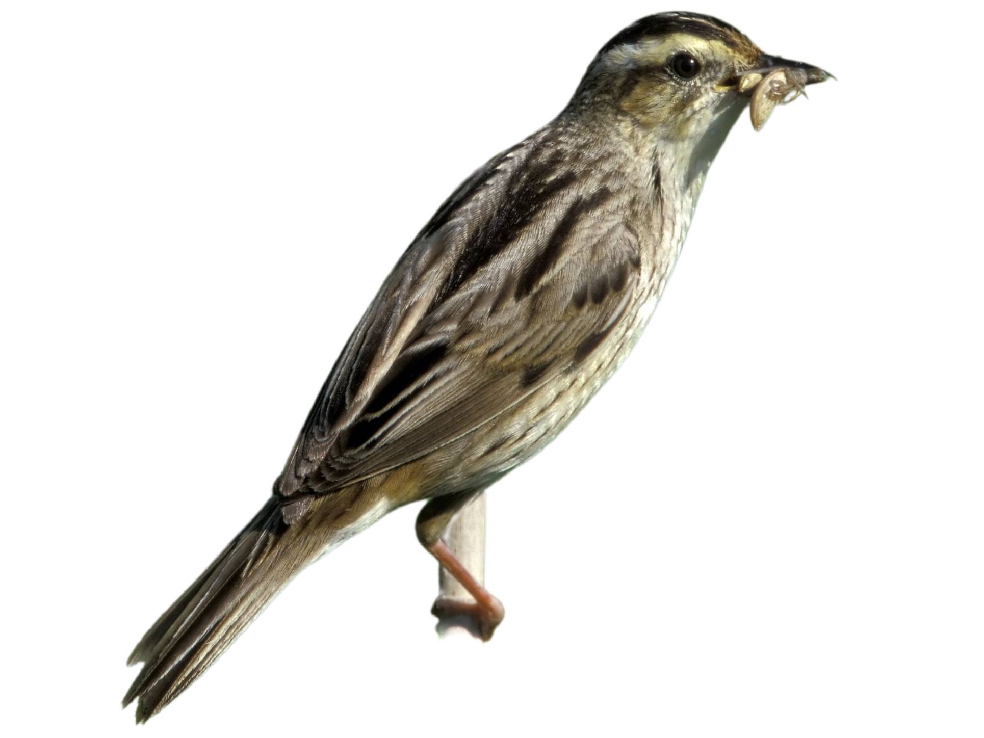 A photo of a Aquatic Warbler (Acrocephalus paludicola)