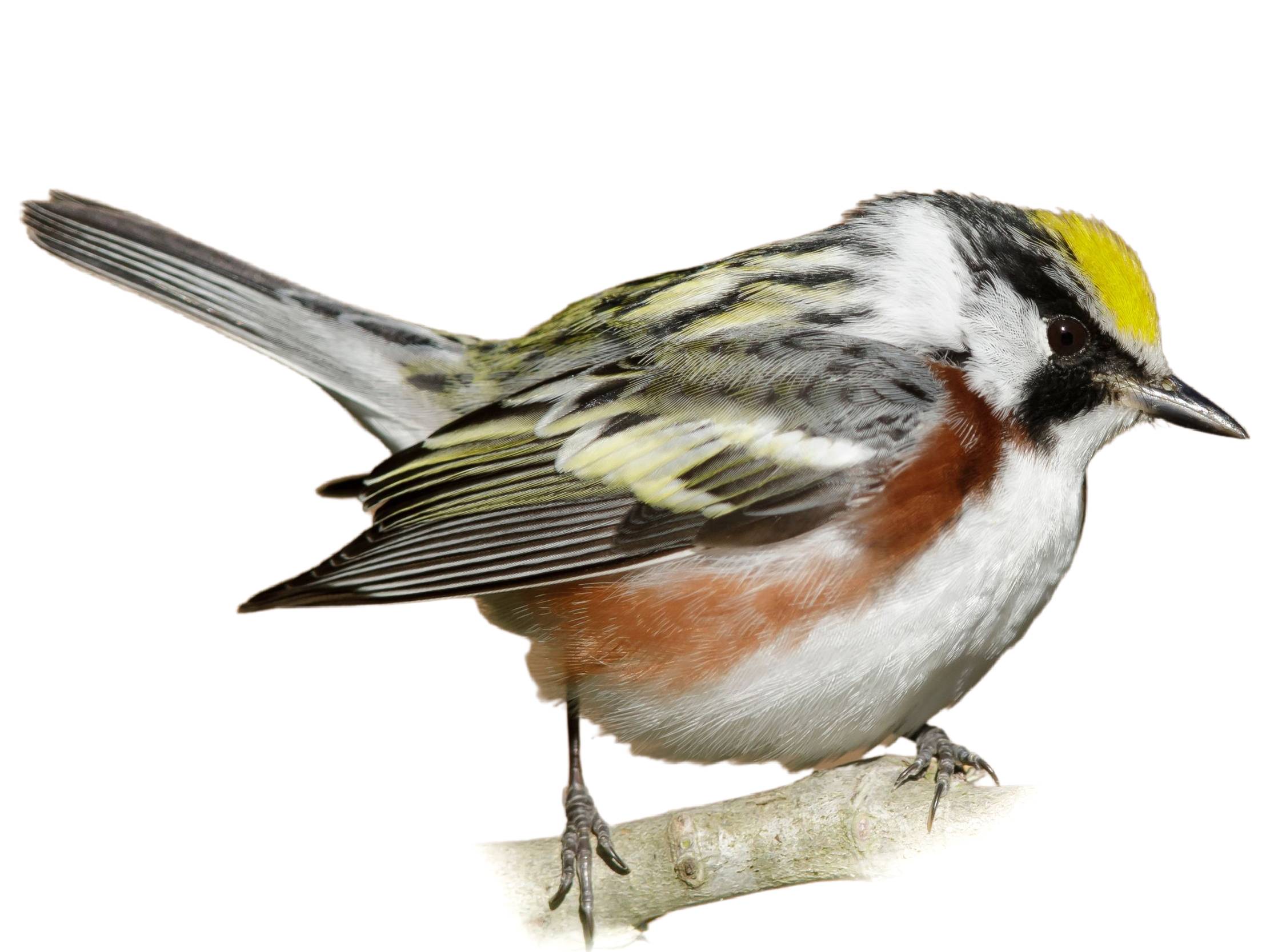 A photo of a Chestnut-sided Warbler (Setophaga pensylvanica), male