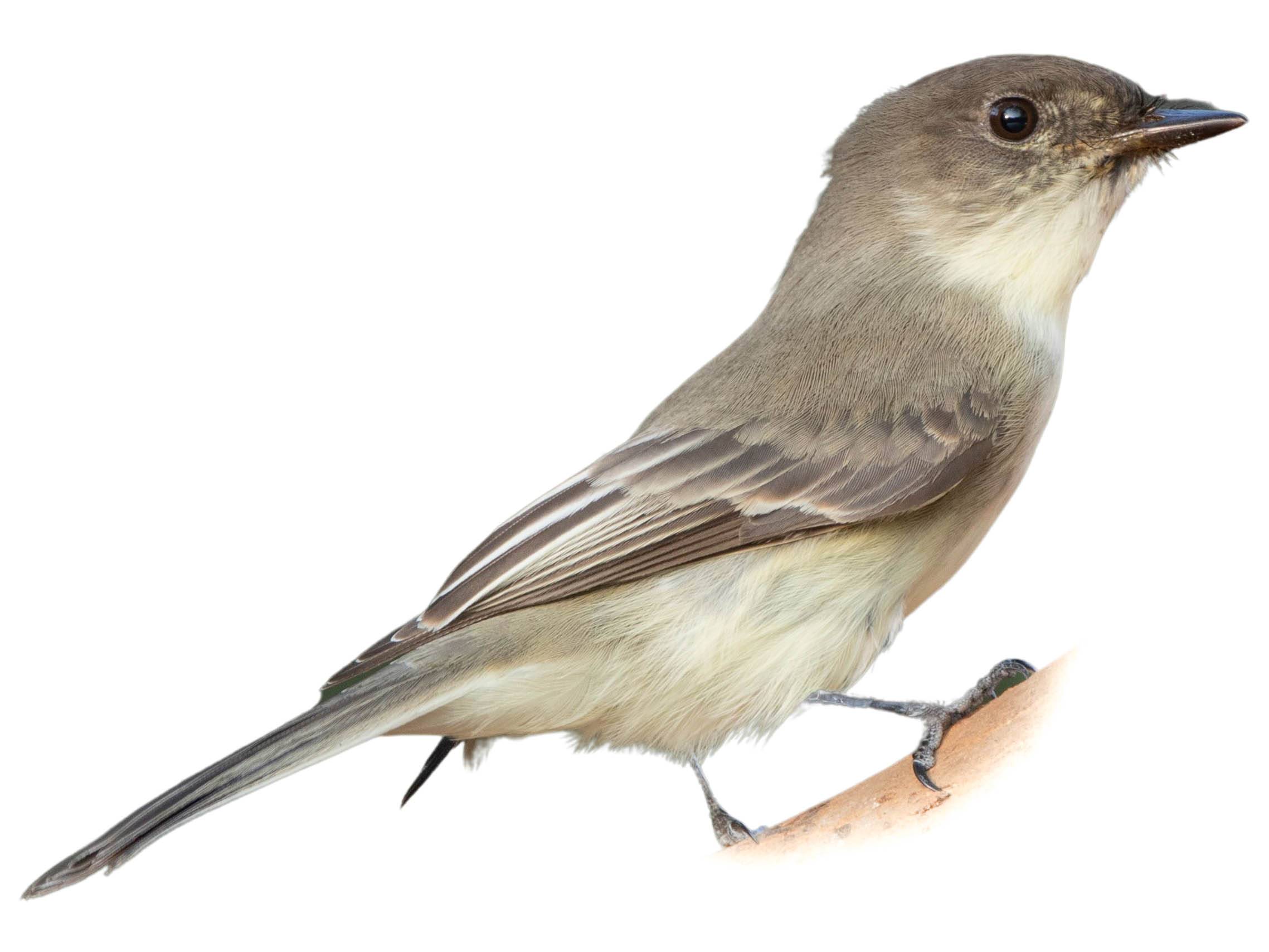 A photo of a Olive-sided Flycatcher (Contopus cooperi)