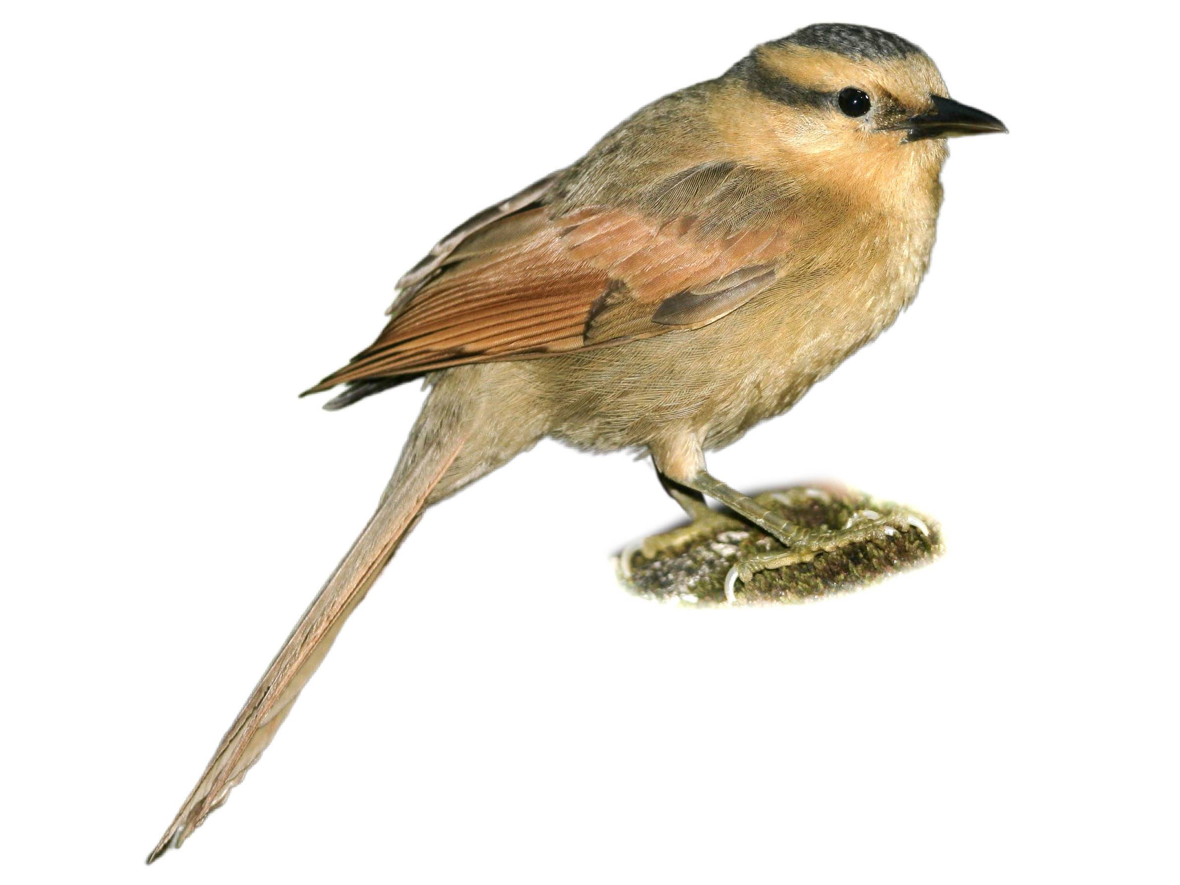 A photo of a Buff-fronted Foliage-gleaner (Dendroma rufa)