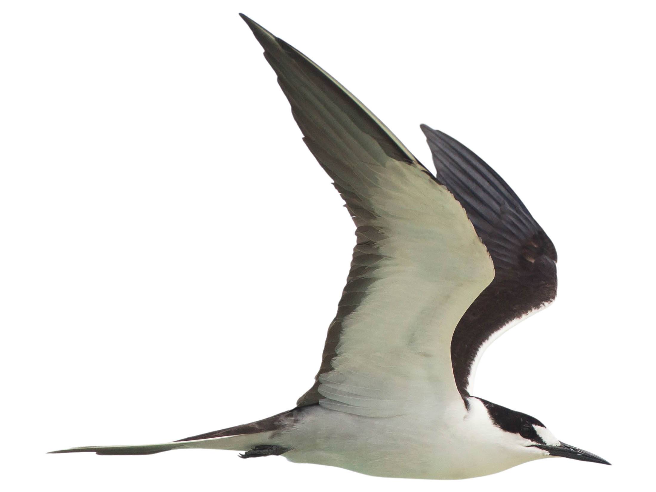 A photo of a Sooty Tern (Onychoprion fuscatus)