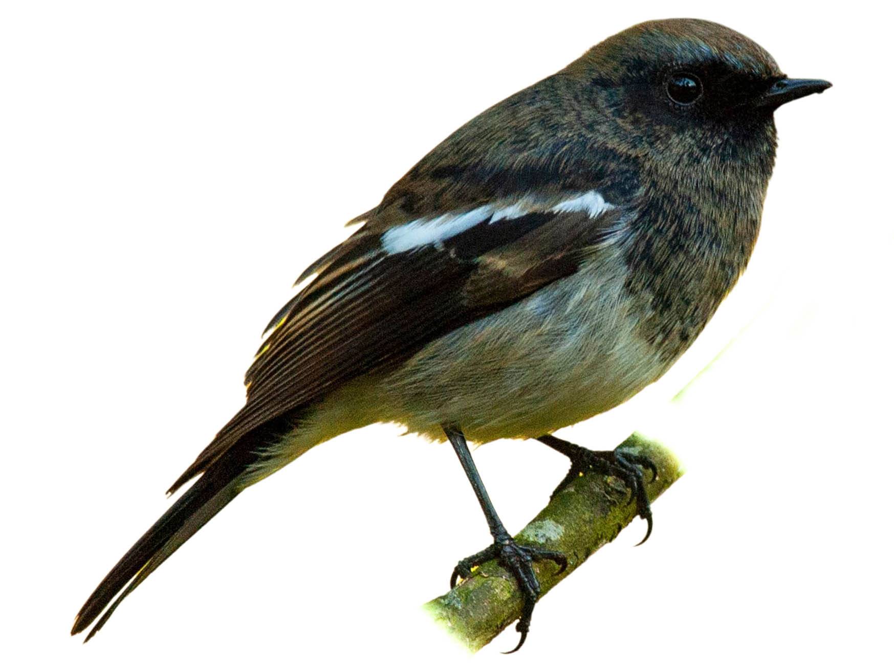 A photo of a Blue-capped Redstart (Phoenicurus coeruleocephala), male