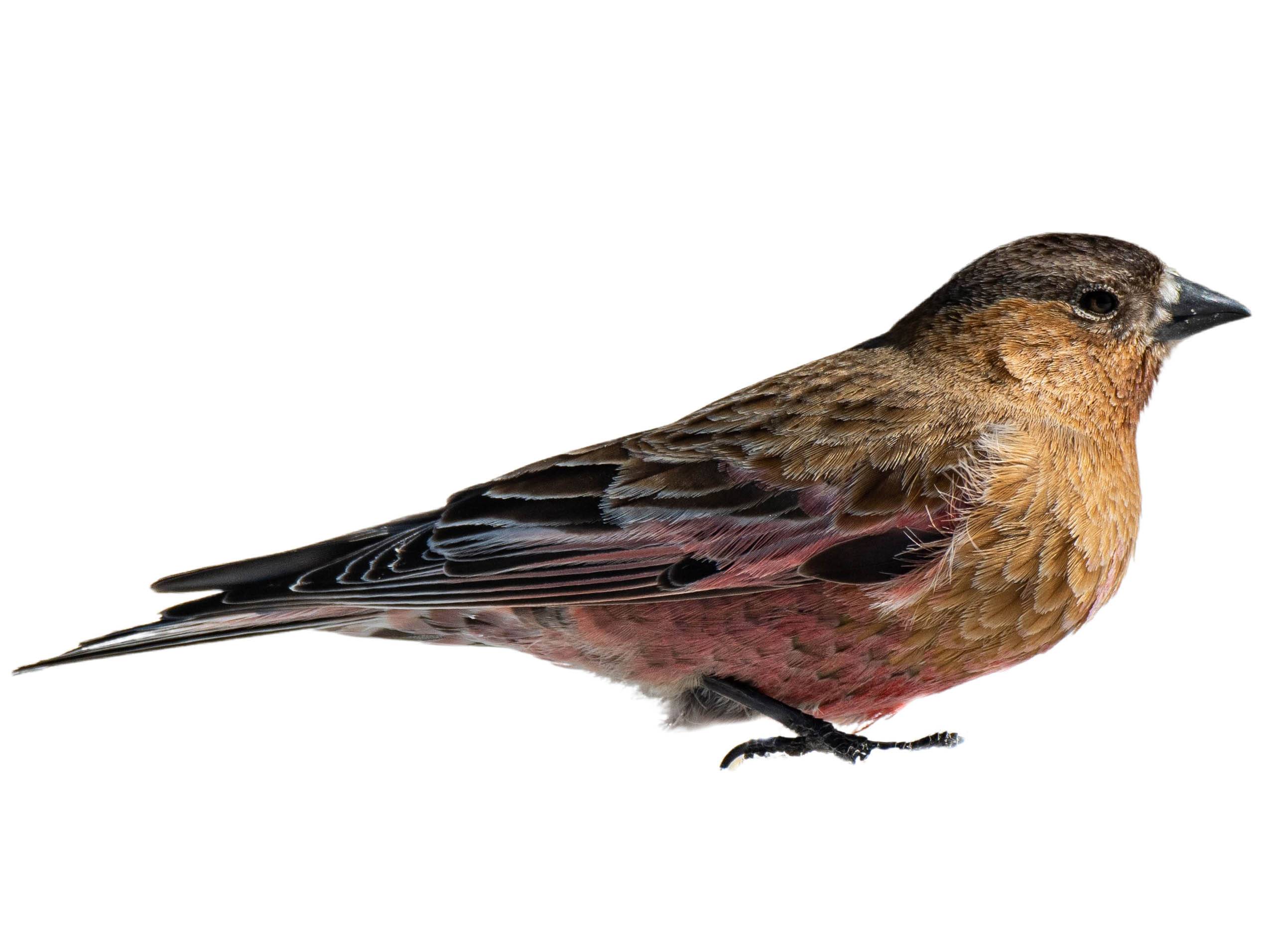 A photo of a Brown-capped Rosy Finch (Leucosticte australis)