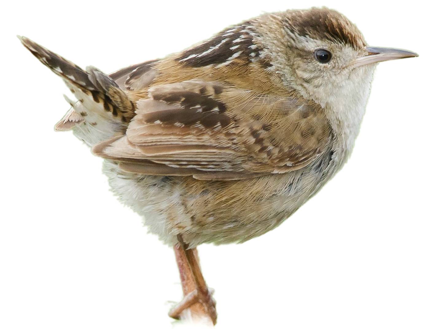 A photo of a Marsh Wren (Cistothorus palustris)