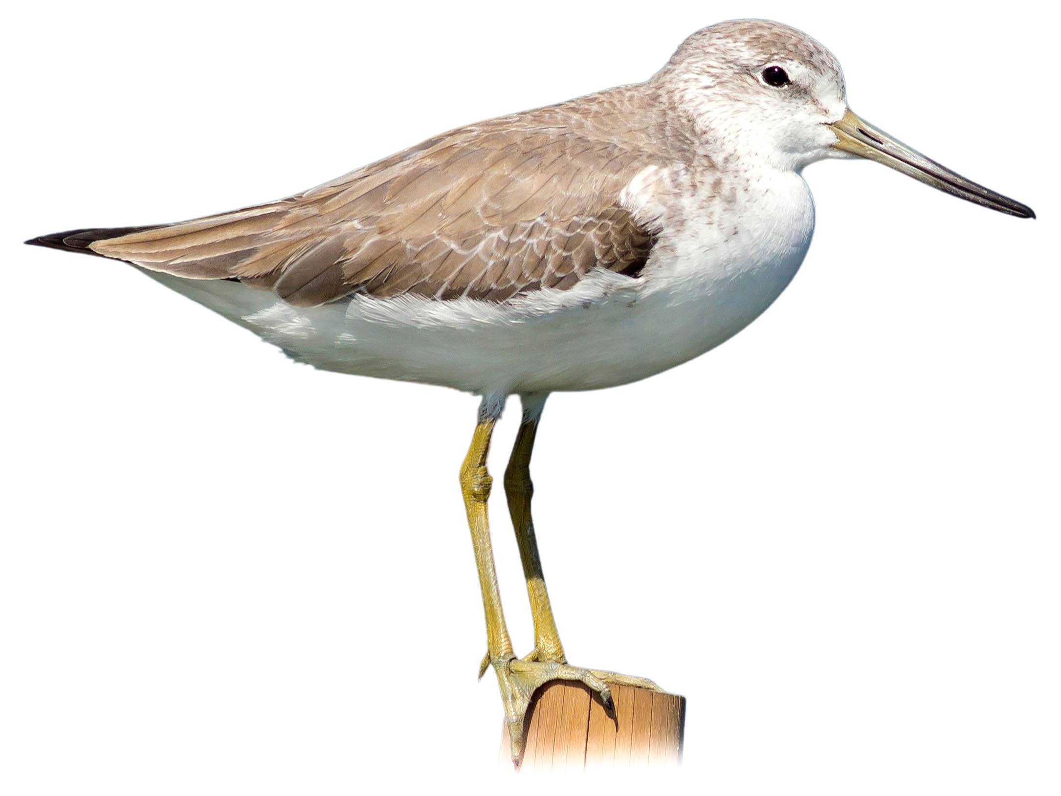 A photo of a Nordmann's Greenshank (Tringa guttifer)