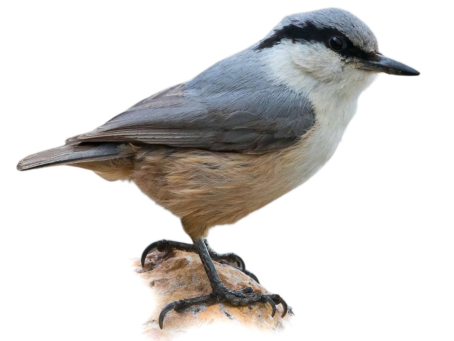 A photo of a Western Rock Nuthatch (Sitta neumayer)