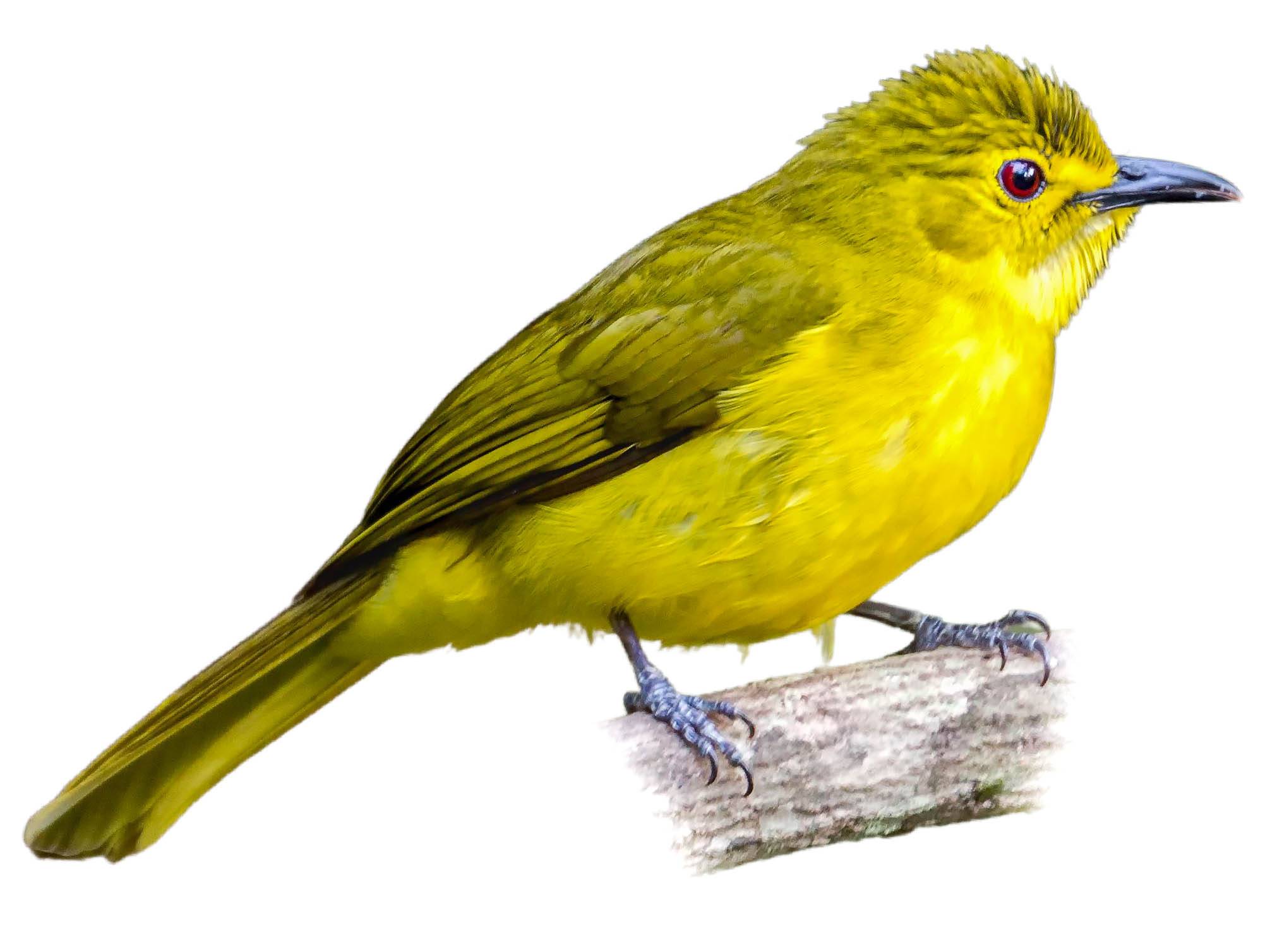A photo of a Yellow-browed Bulbul (Acritillas indica)
