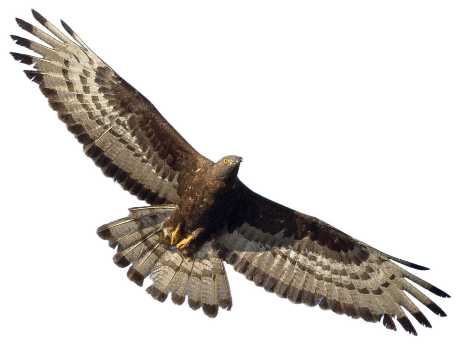 A photo of a European Honey-buzzard (Pernis apivorus), male