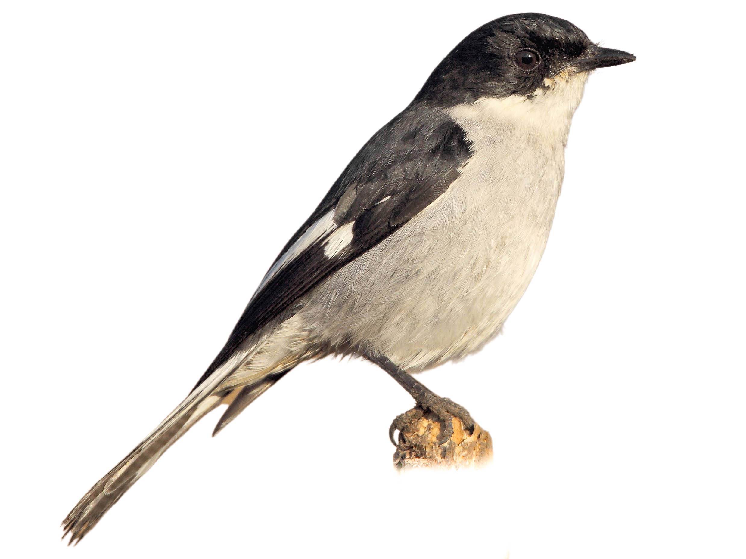 A photo of a Fiscal Flycatcher (Melaenornis silens), male