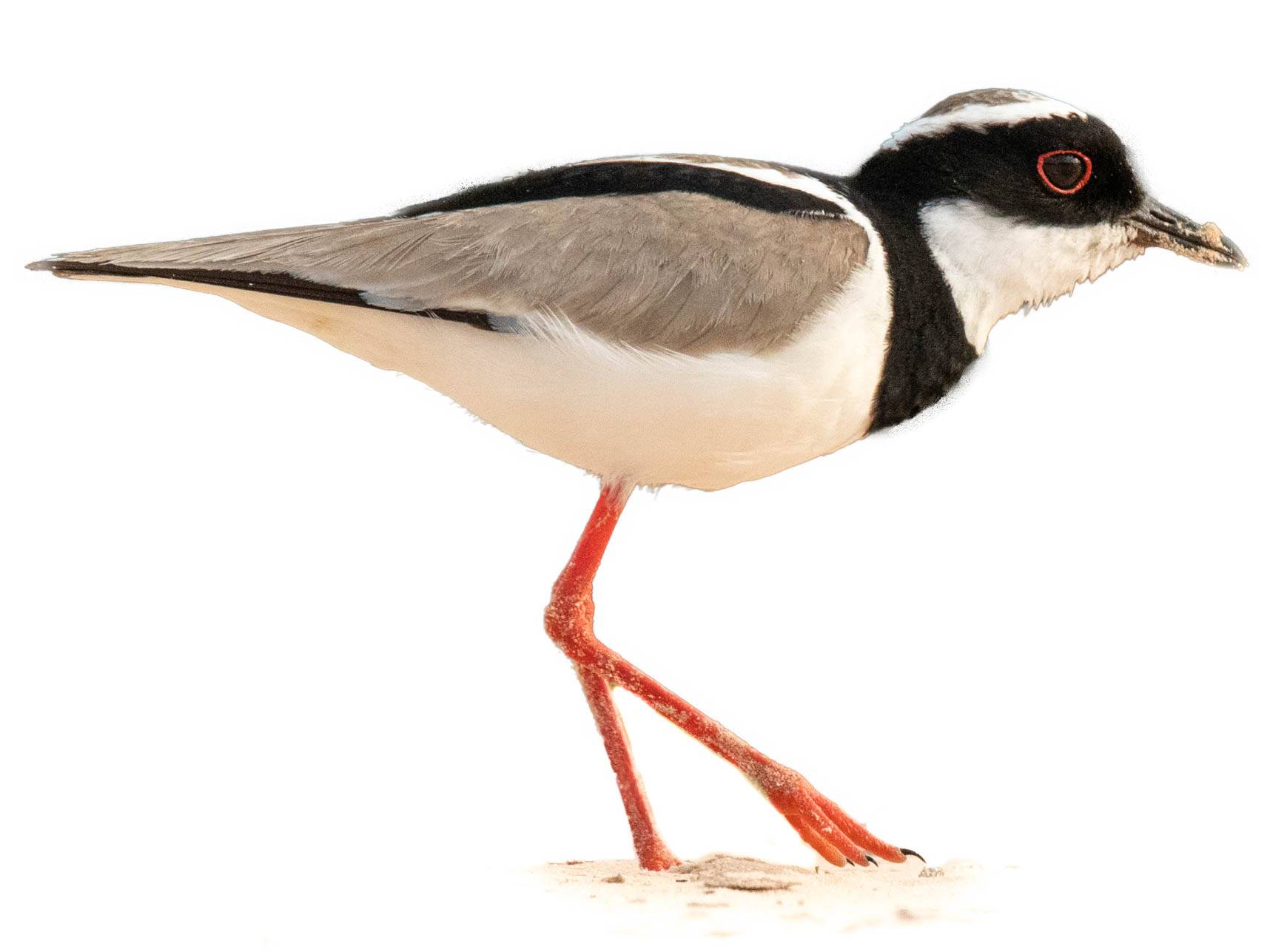 A photo of a Pied Plover (Hoploxypterus cayanus)