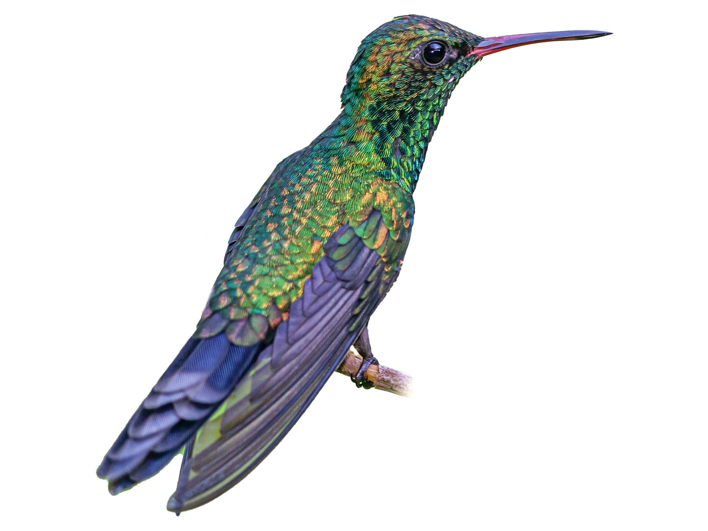 A photo of a Blue-chinned Sapphire (Chlorestes notata), male