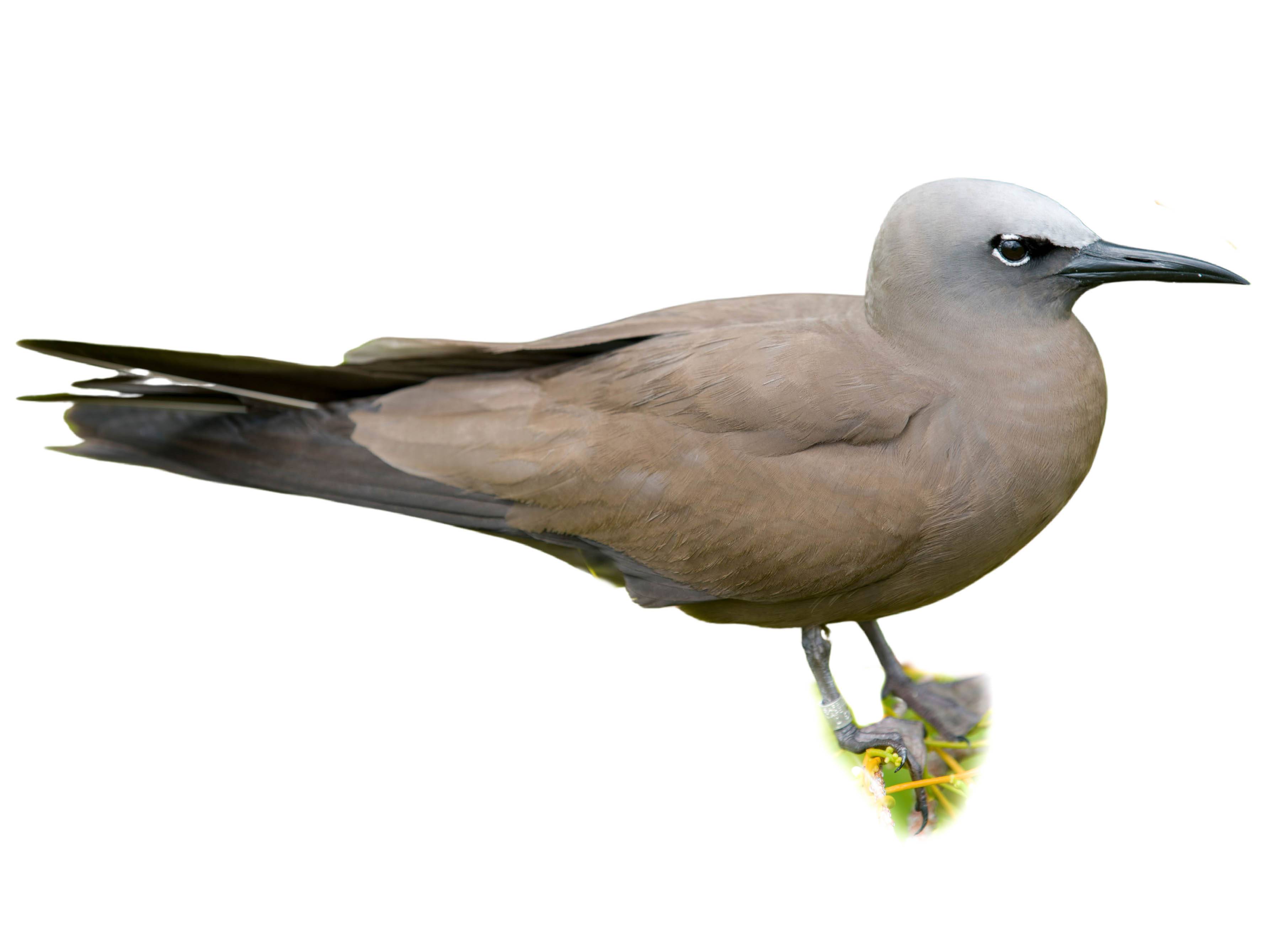 A photo of a Brown Noddy (Anous stolidus)