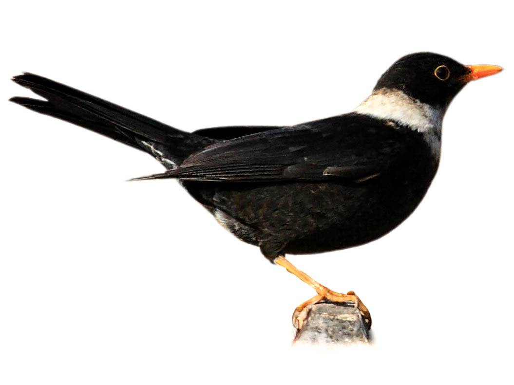 A photo of a White-collared Blackbird (Turdus albocinctus)