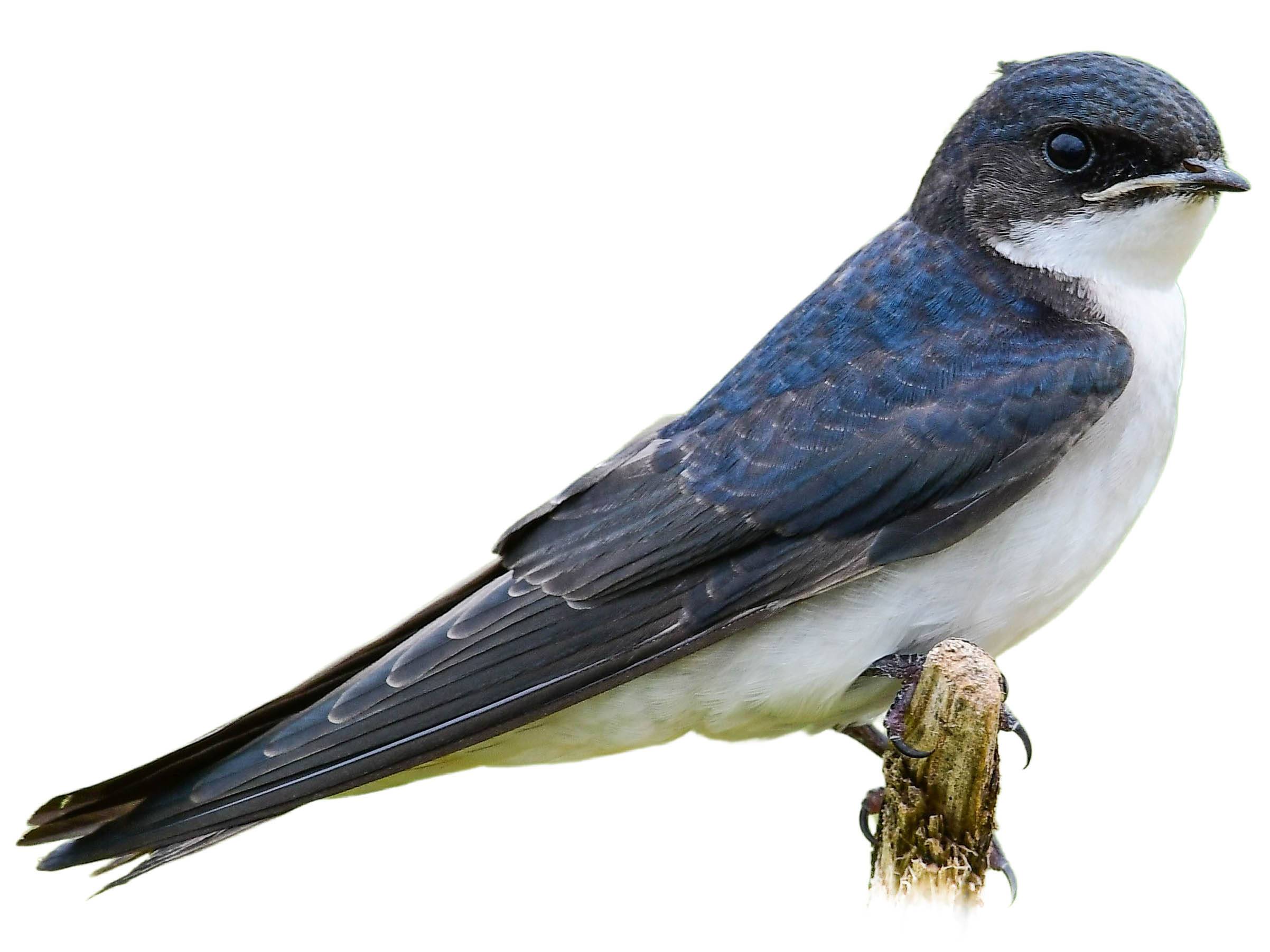 A photo of a Pearl-breasted Swallow (Hirundo dimidiata)