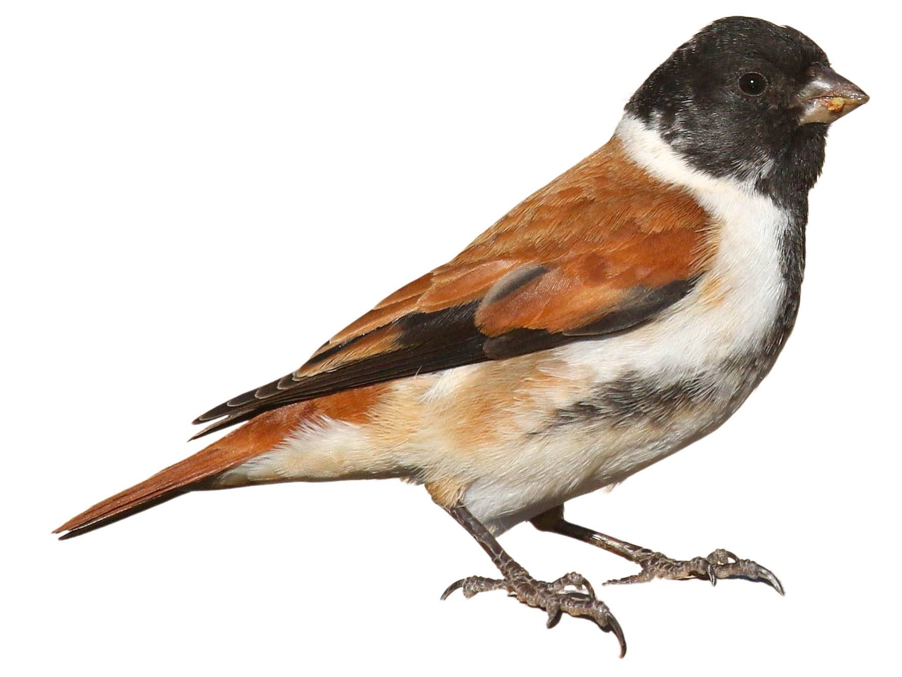 A photo of a Black-headed Canary (Serinus alario)