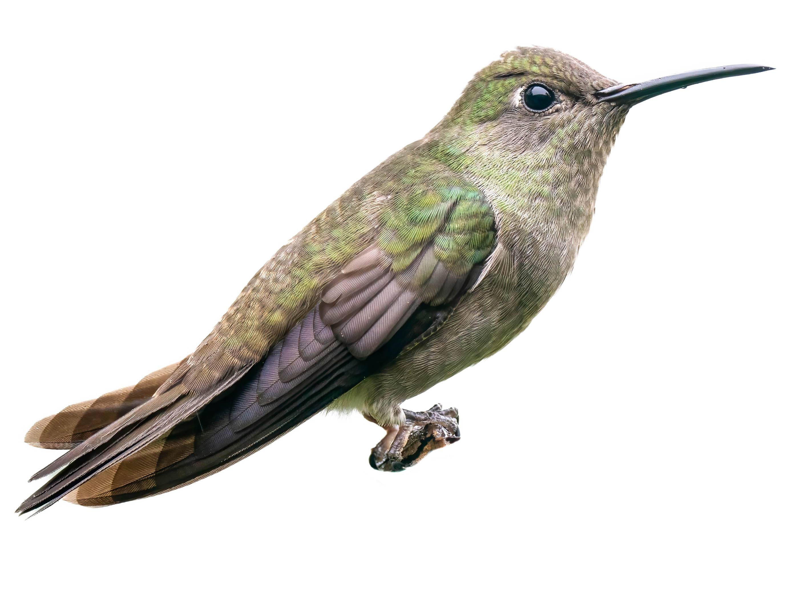 A photo of a Sombre Hummingbird (Eupetomena cirrochloris)