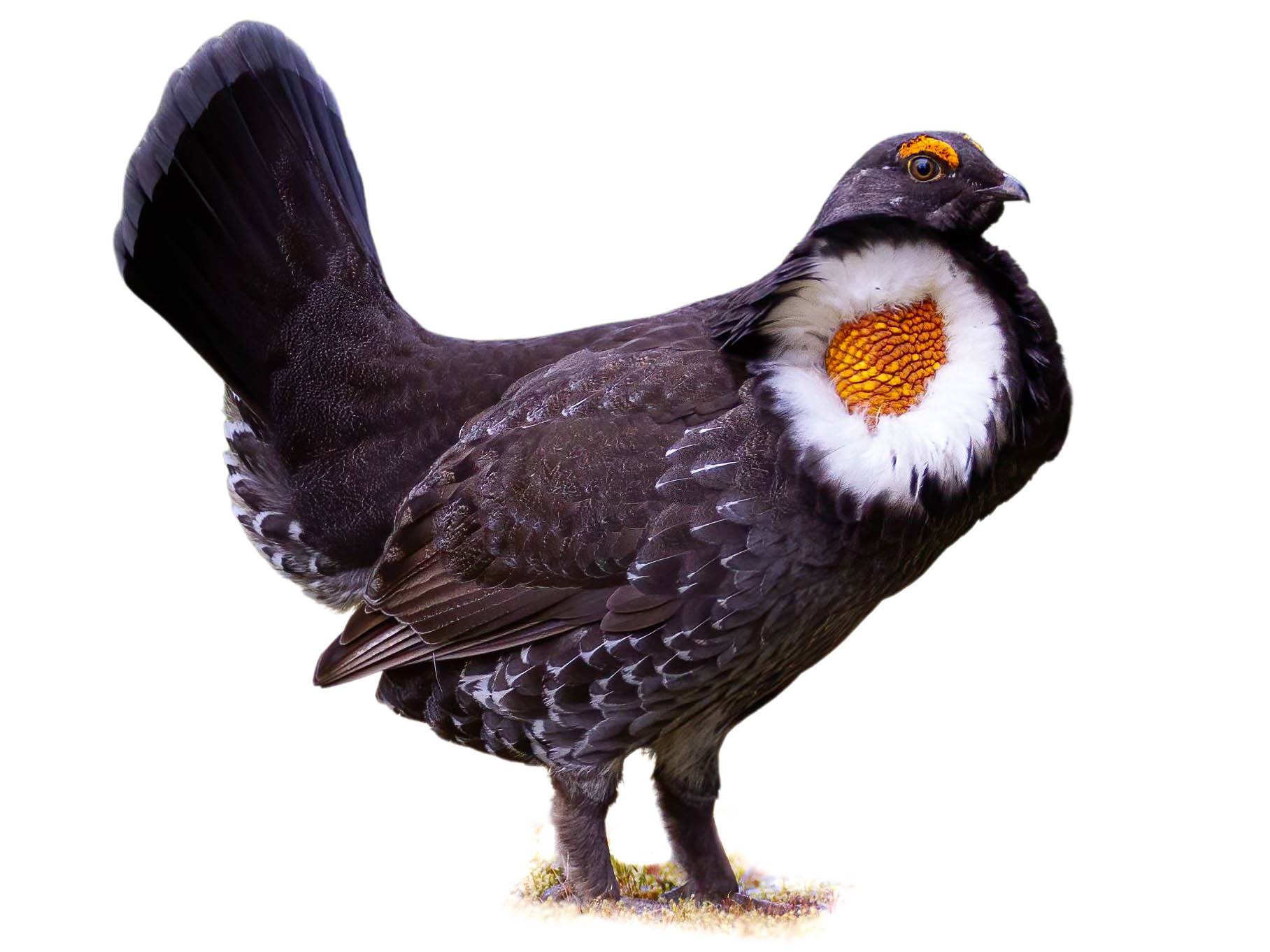 A photo of a Sooty Grouse (Dendragapus fuliginosus), male