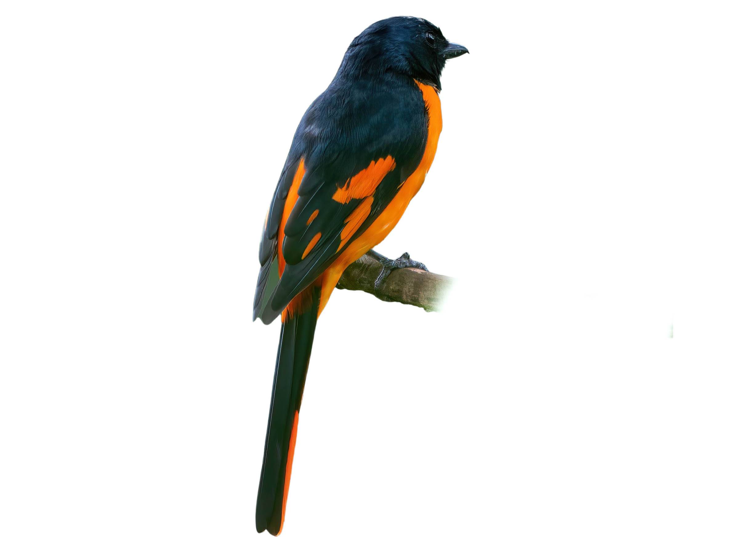 A photo of a Orange Minivet (Pericrocotus flammeus), male