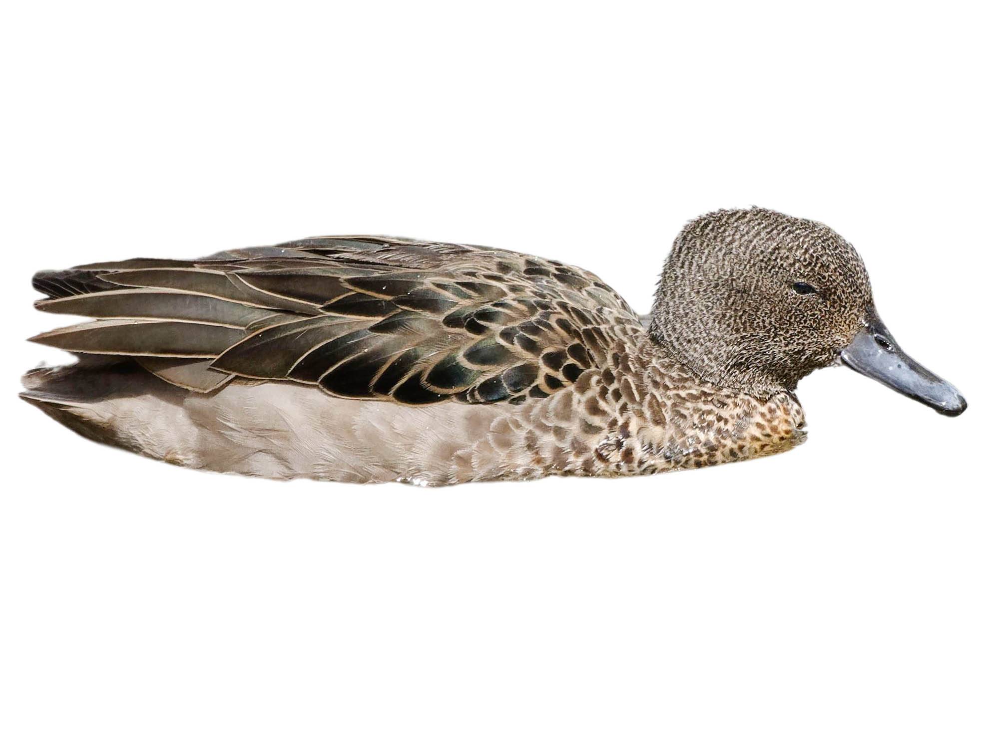 A photo of a Andean Teal (Anas andium)