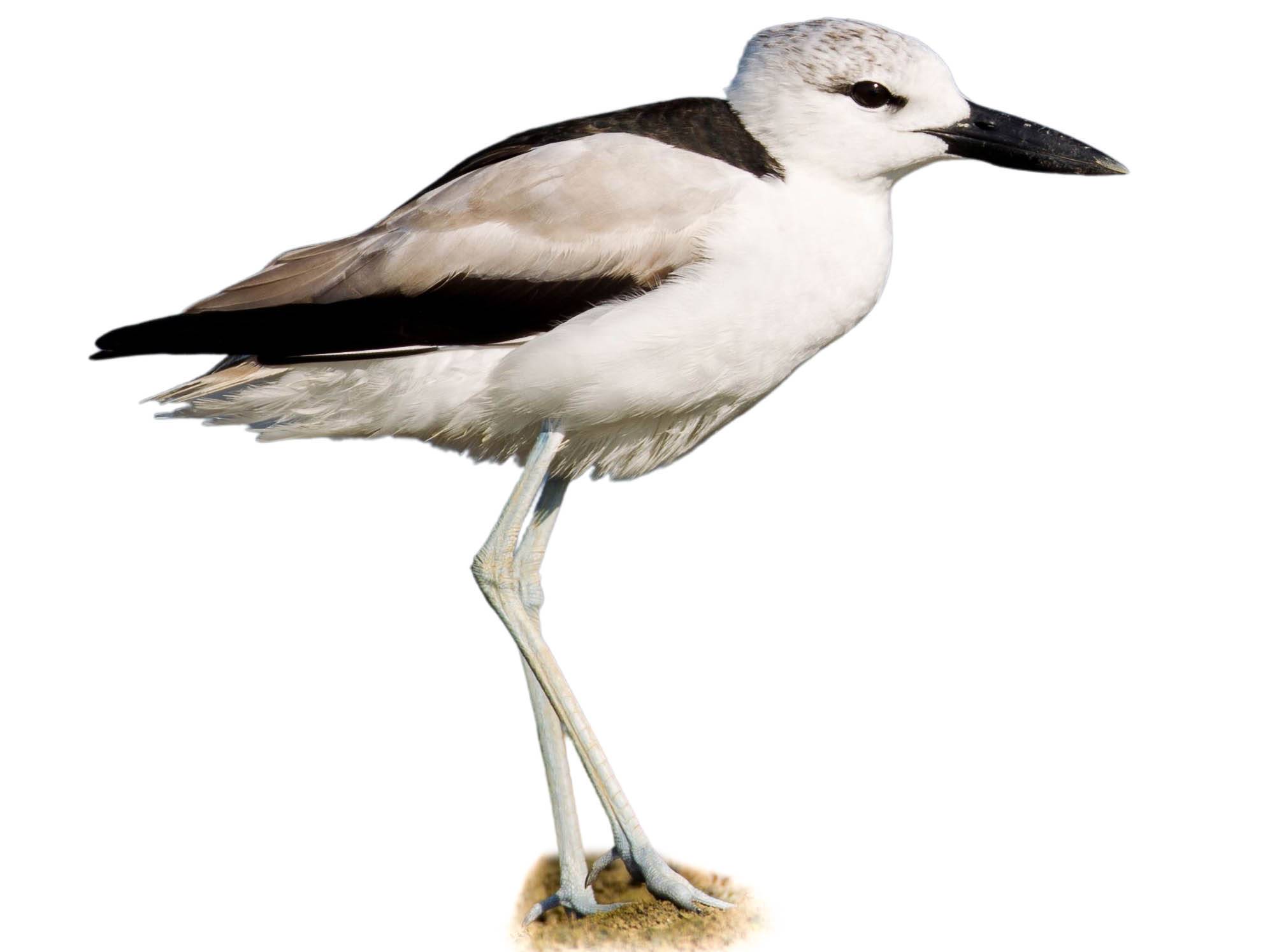 A photo of a Crab-plover (Dromas ardeola)