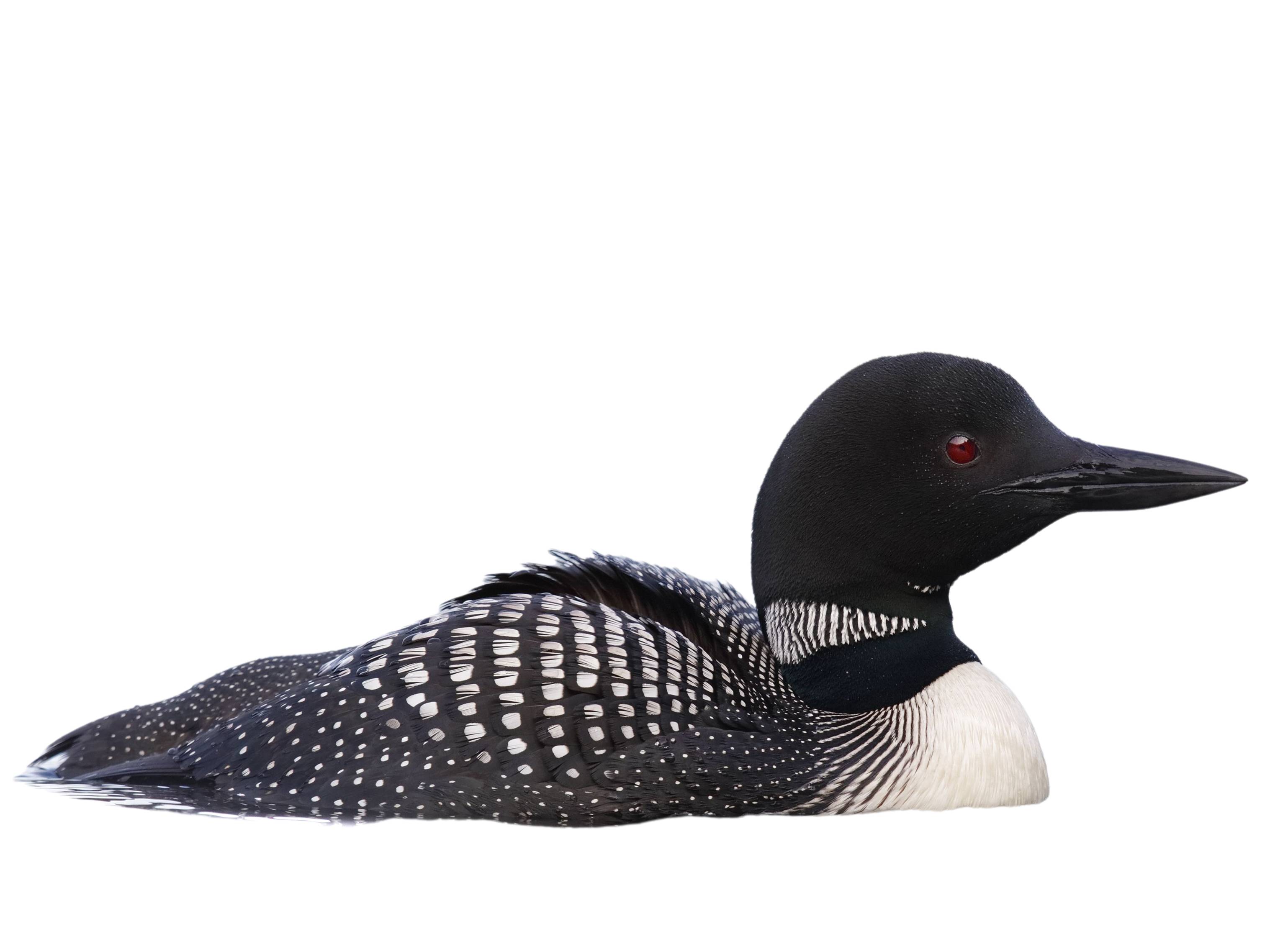 A photo of a Common Loon (Gavia immer)