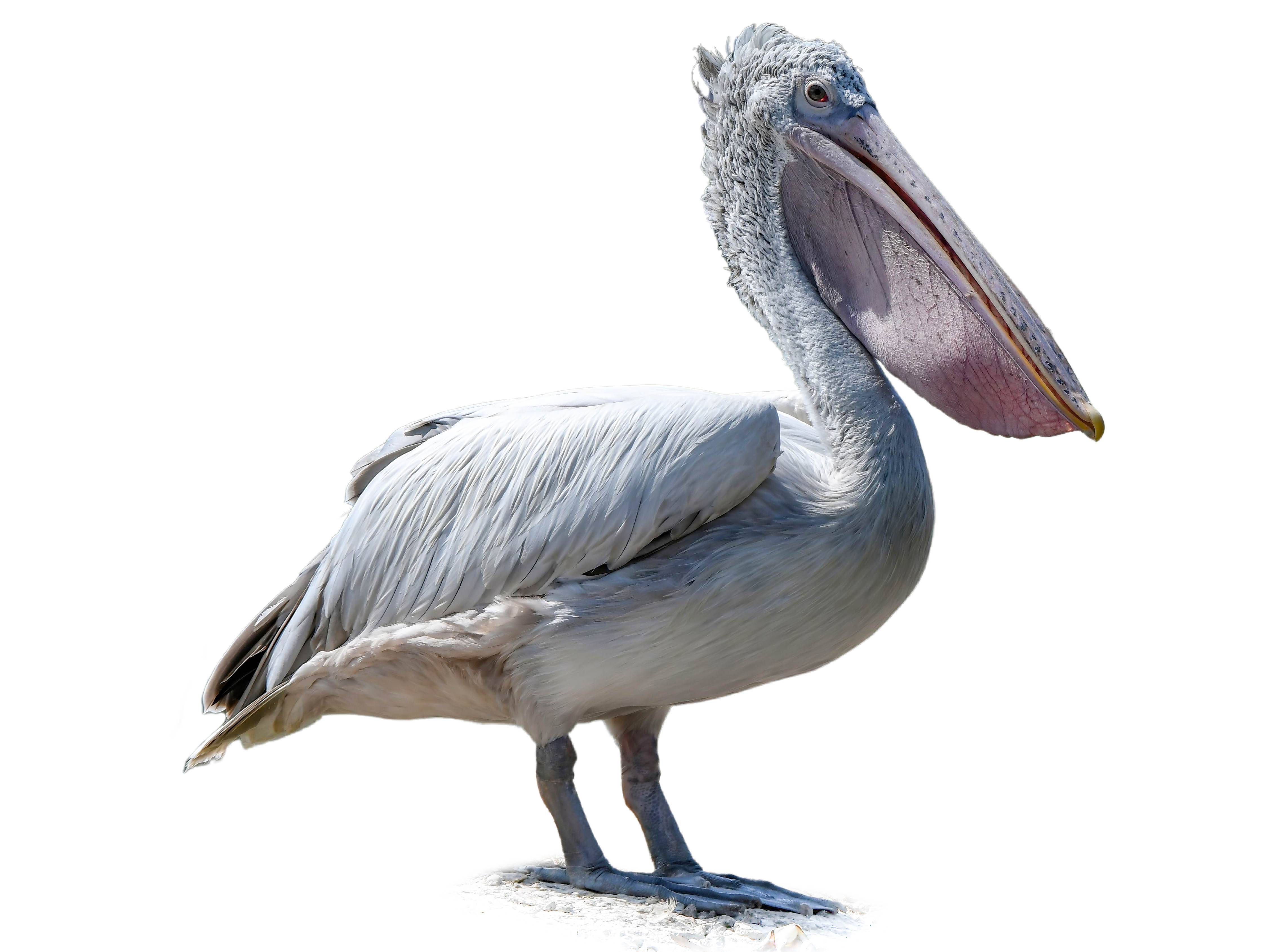 A photo of a Spot-billed Pelican (Pelecanus philippensis)