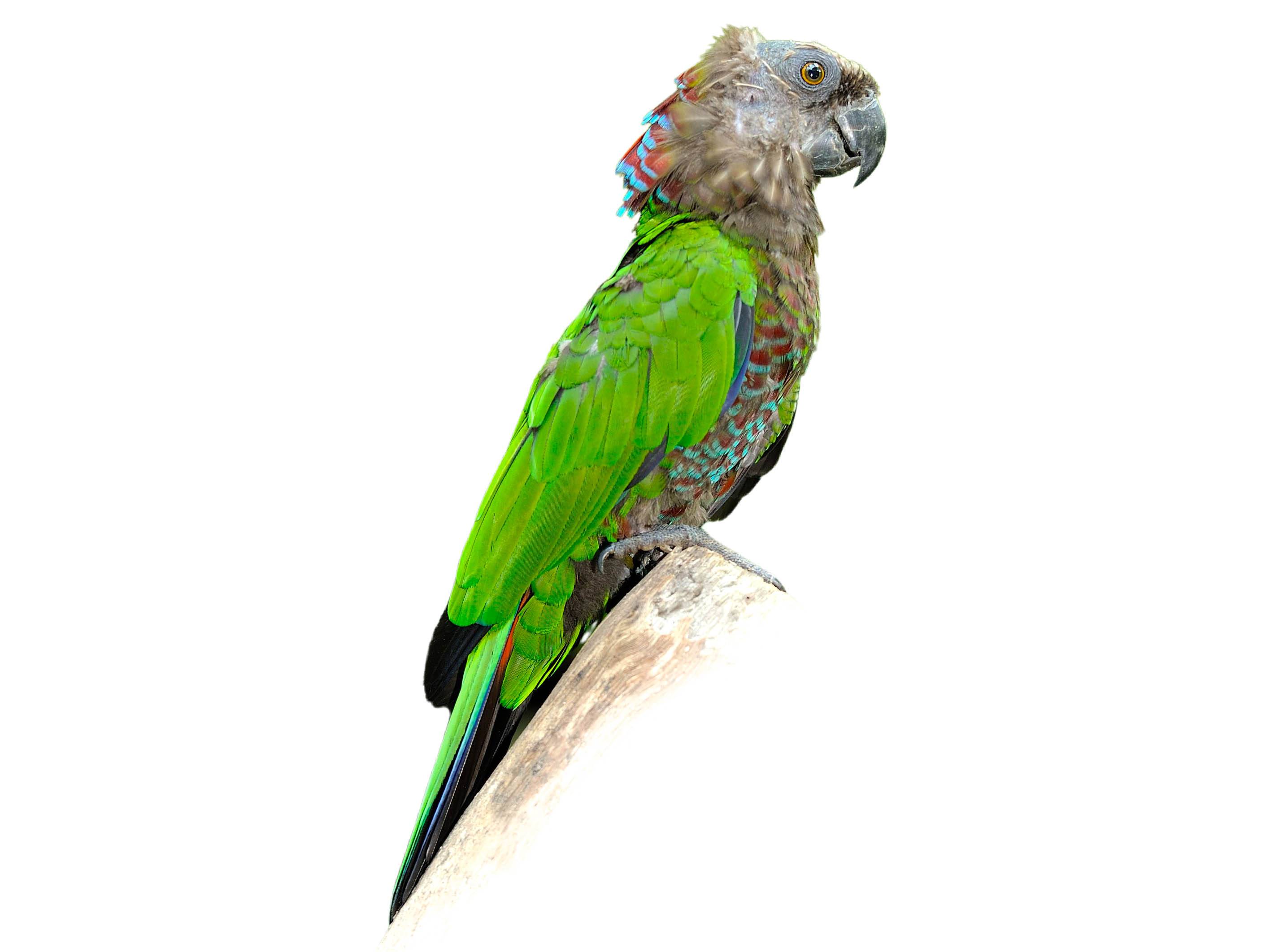 A photo of a Red-fan Parrot (Deroptyus accipitrinus)