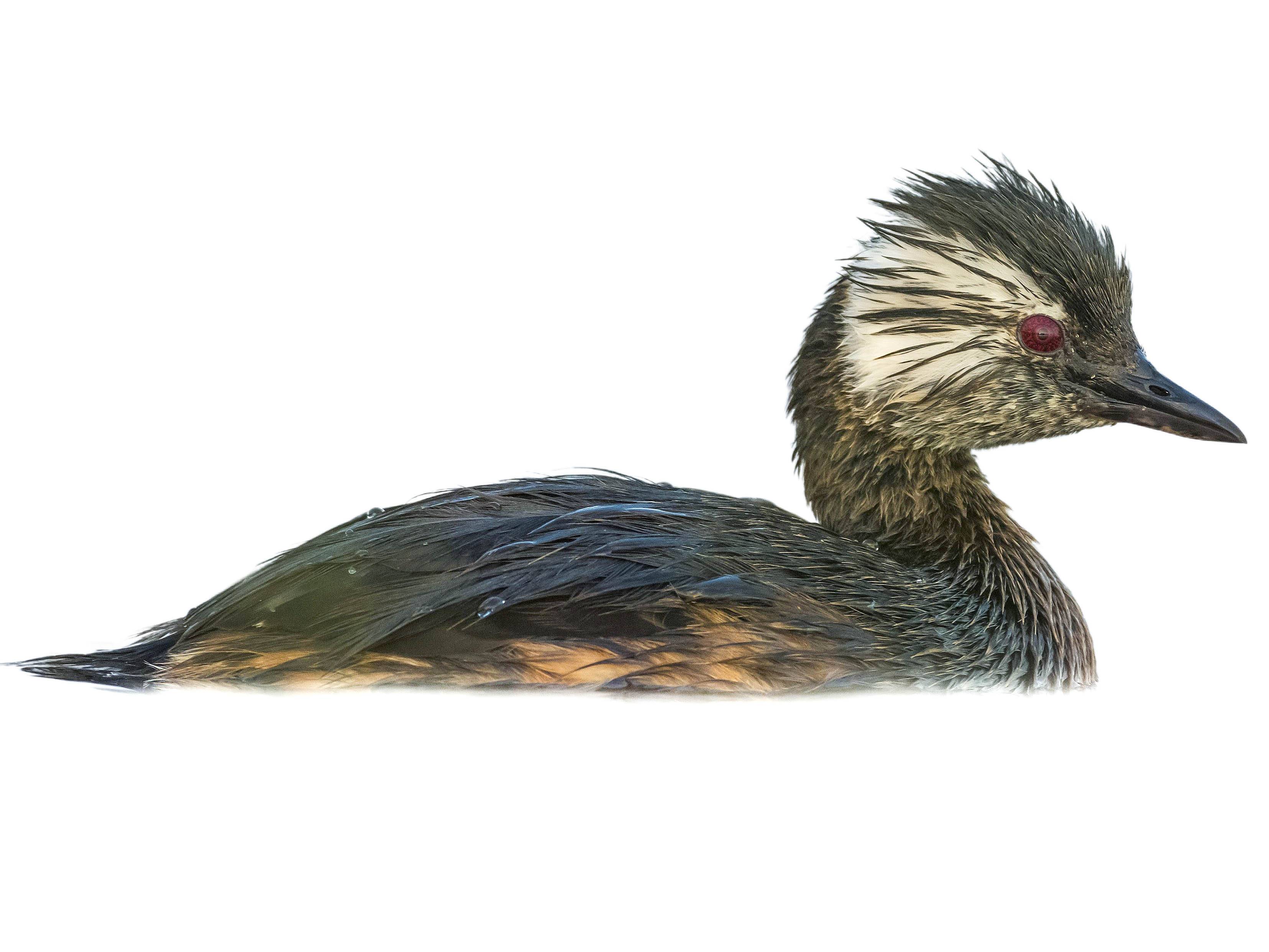 A photo of a White-tufted Grebe (Rollandia rolland)