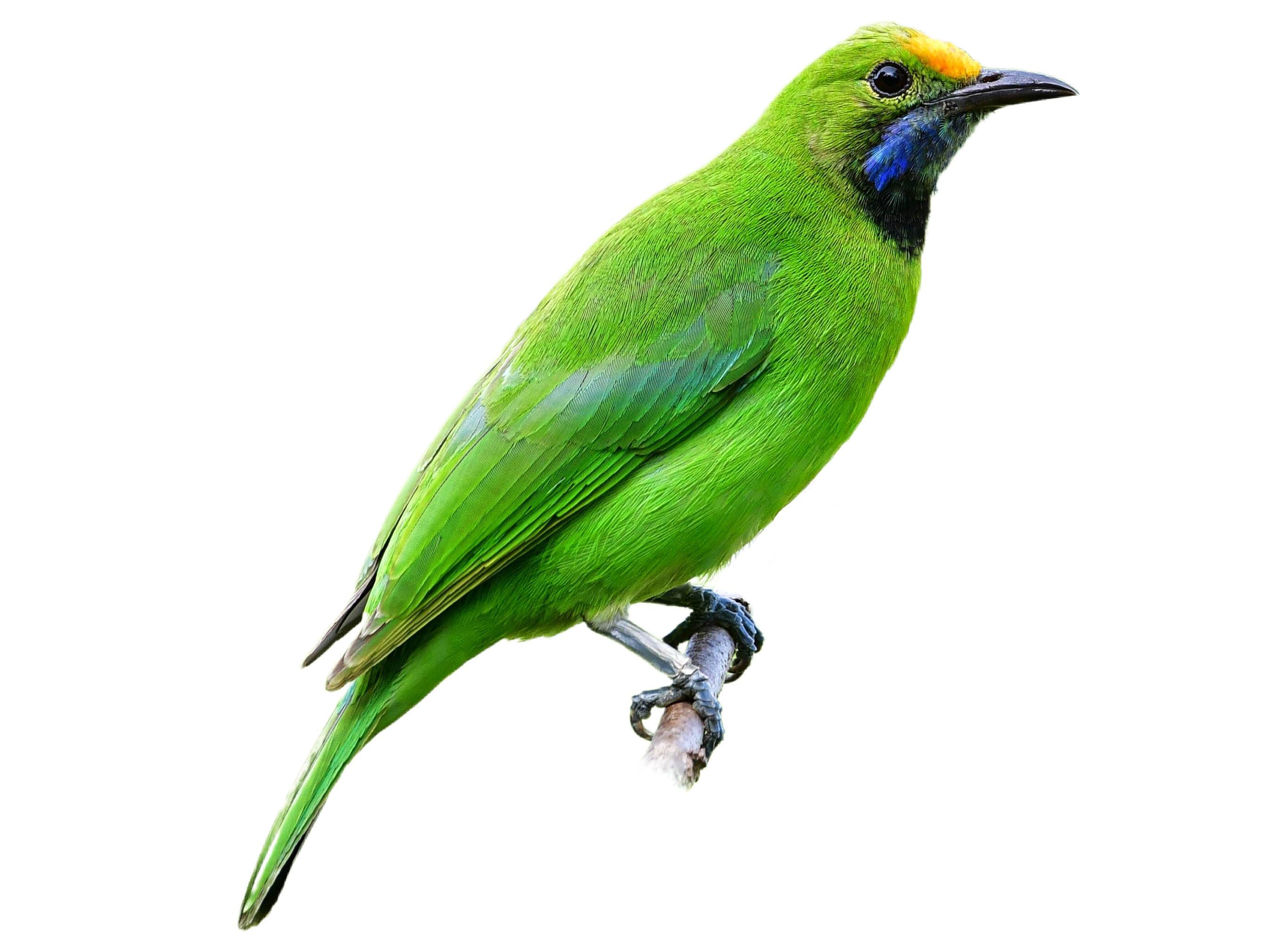 A photo of a Golden-fronted Leafbird (Chloropsis aurifrons)