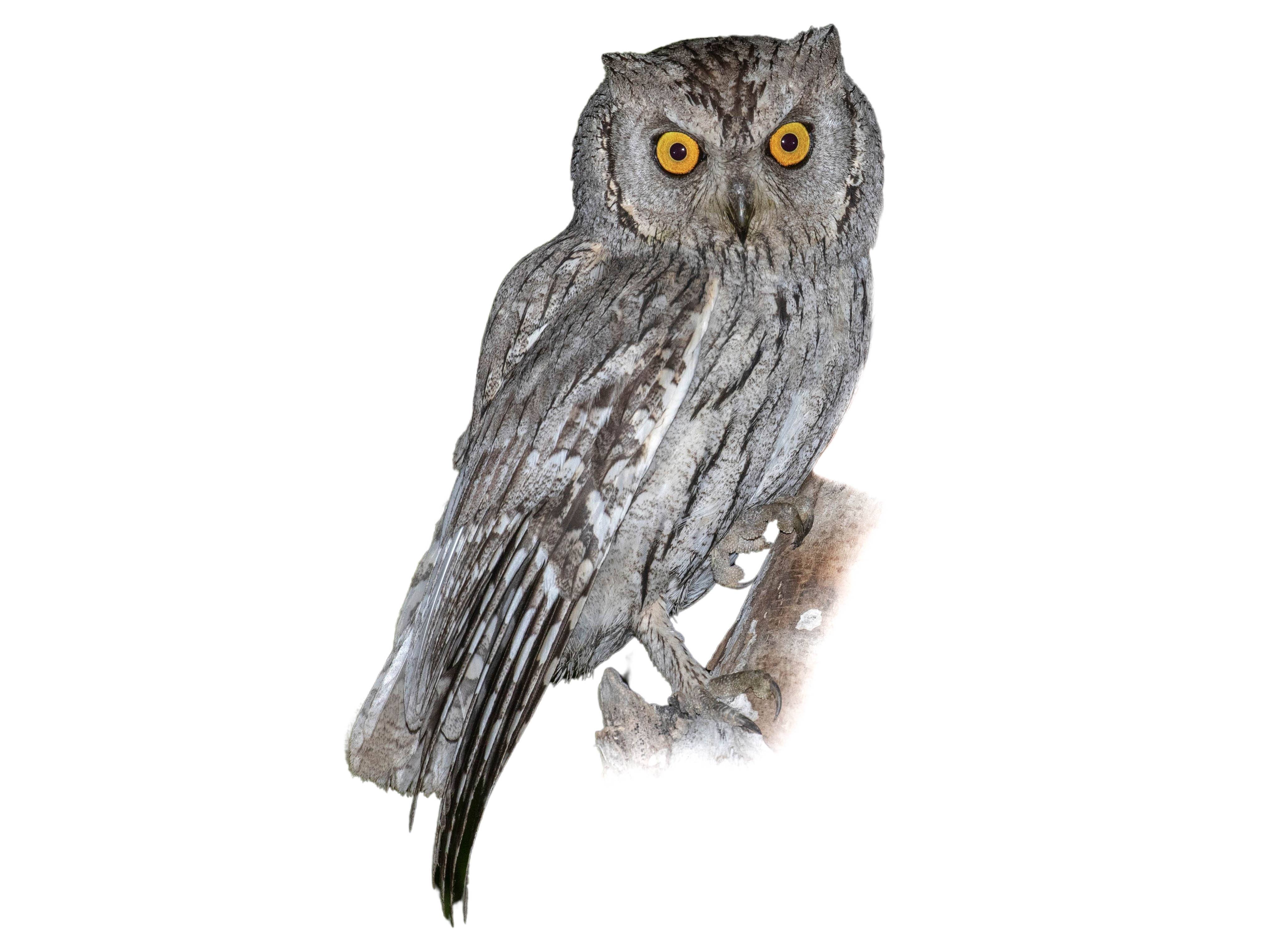 A photo of a Pallid Scops Owl (Otus brucei)