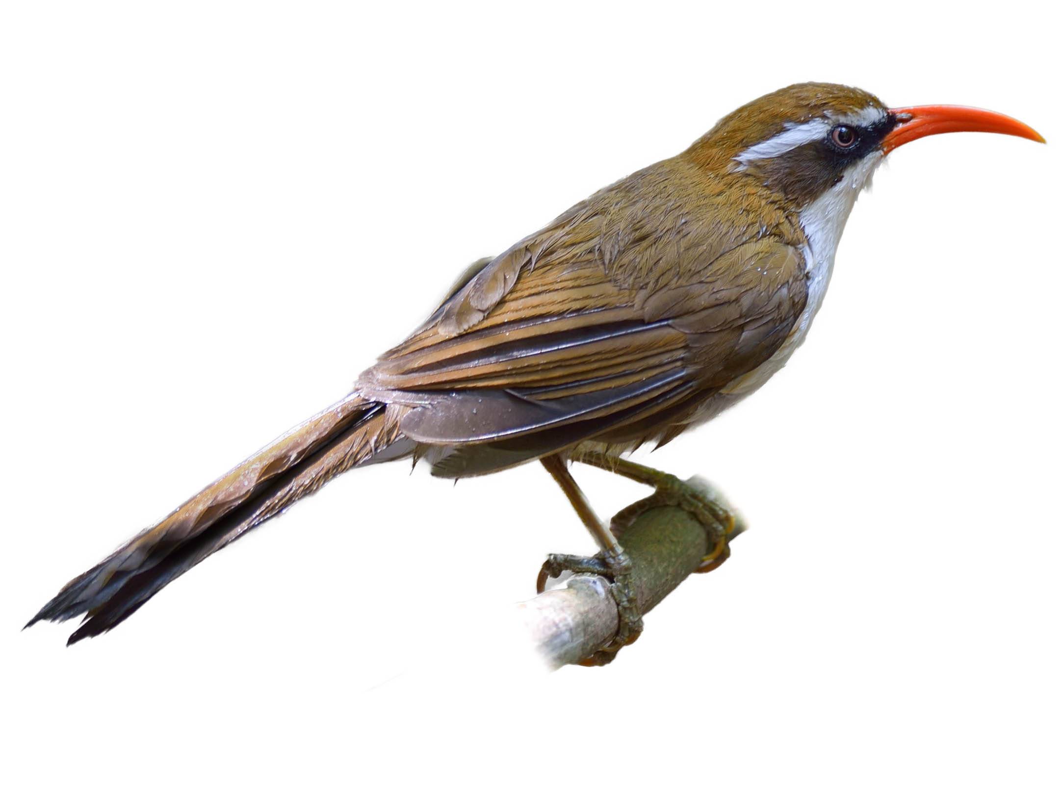 A photo of a Red-billed Scimitar Babbler (Pomatorhinus ochraceiceps)