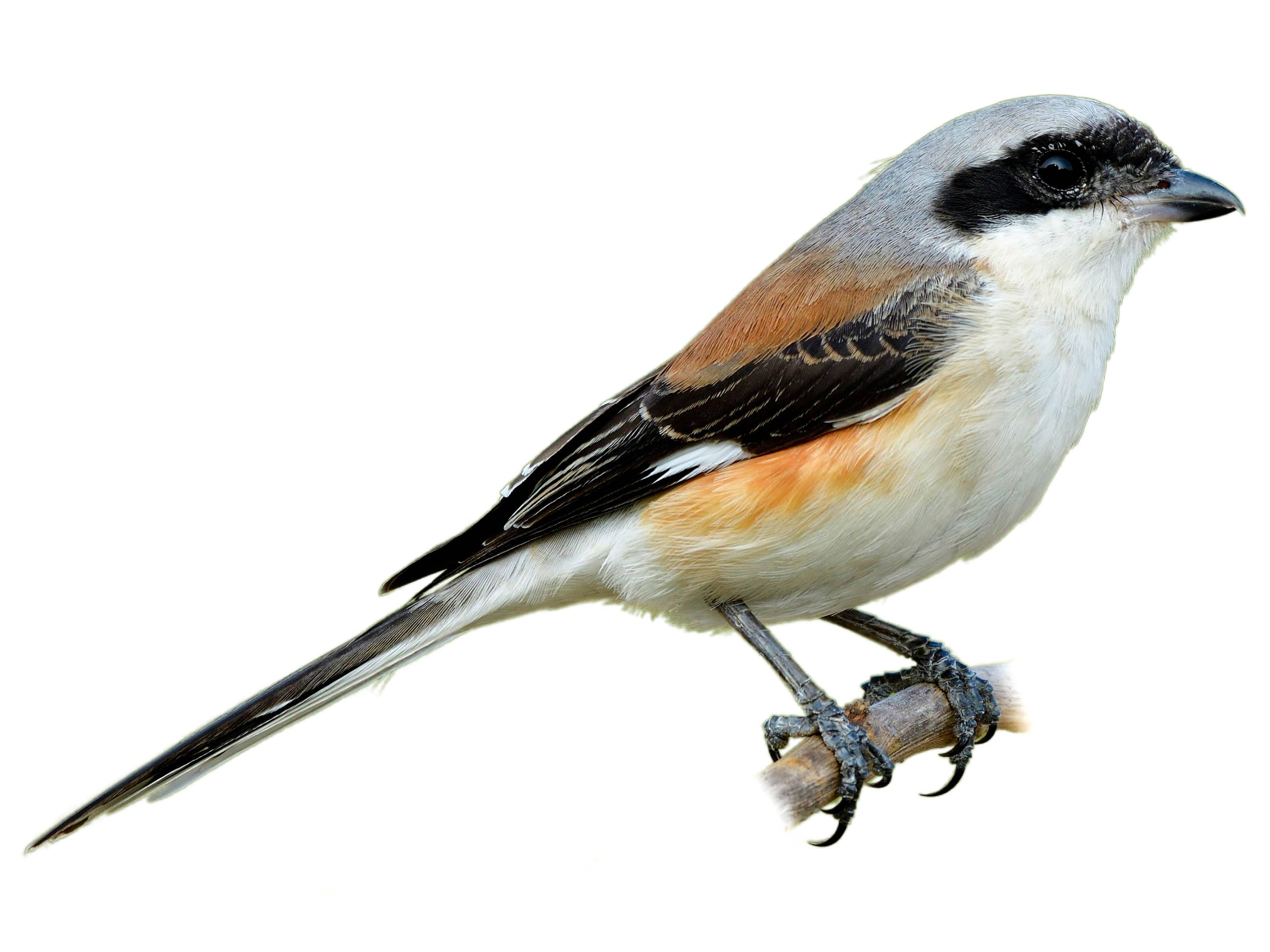 A photo of a Bay-backed Shrike (Lanius vittatus)