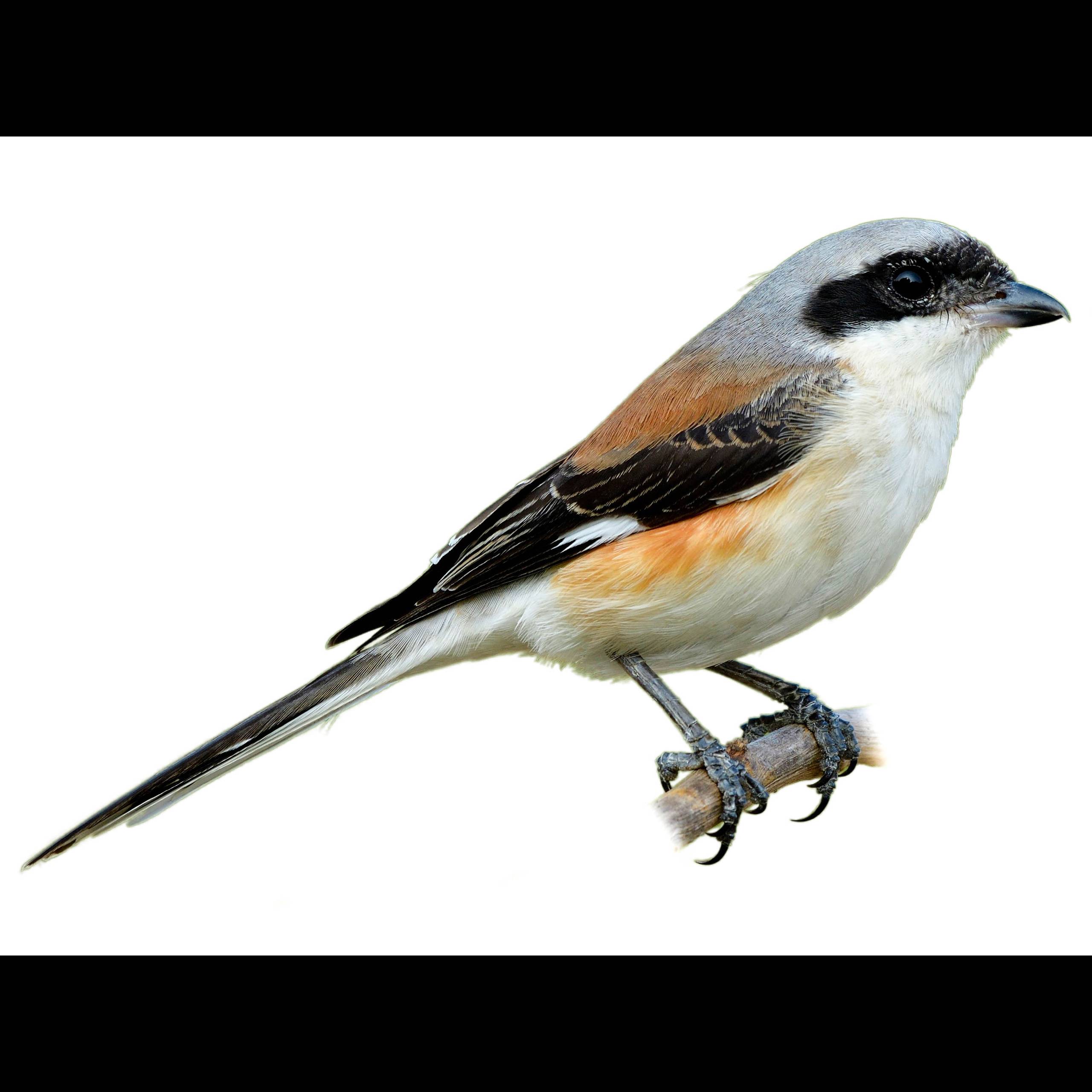 Bay backed Shrike Lanius Vittatus Identification Birda bay-backed-shrike-lanius-vittatus-identification-birda