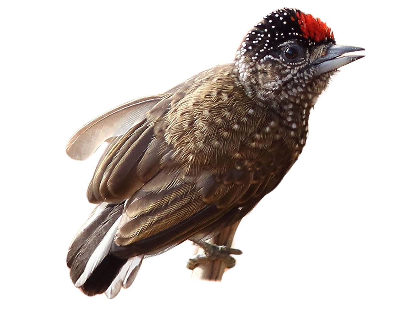 A photo of a Spotted Piculet (Picumnus pygmaeus), male